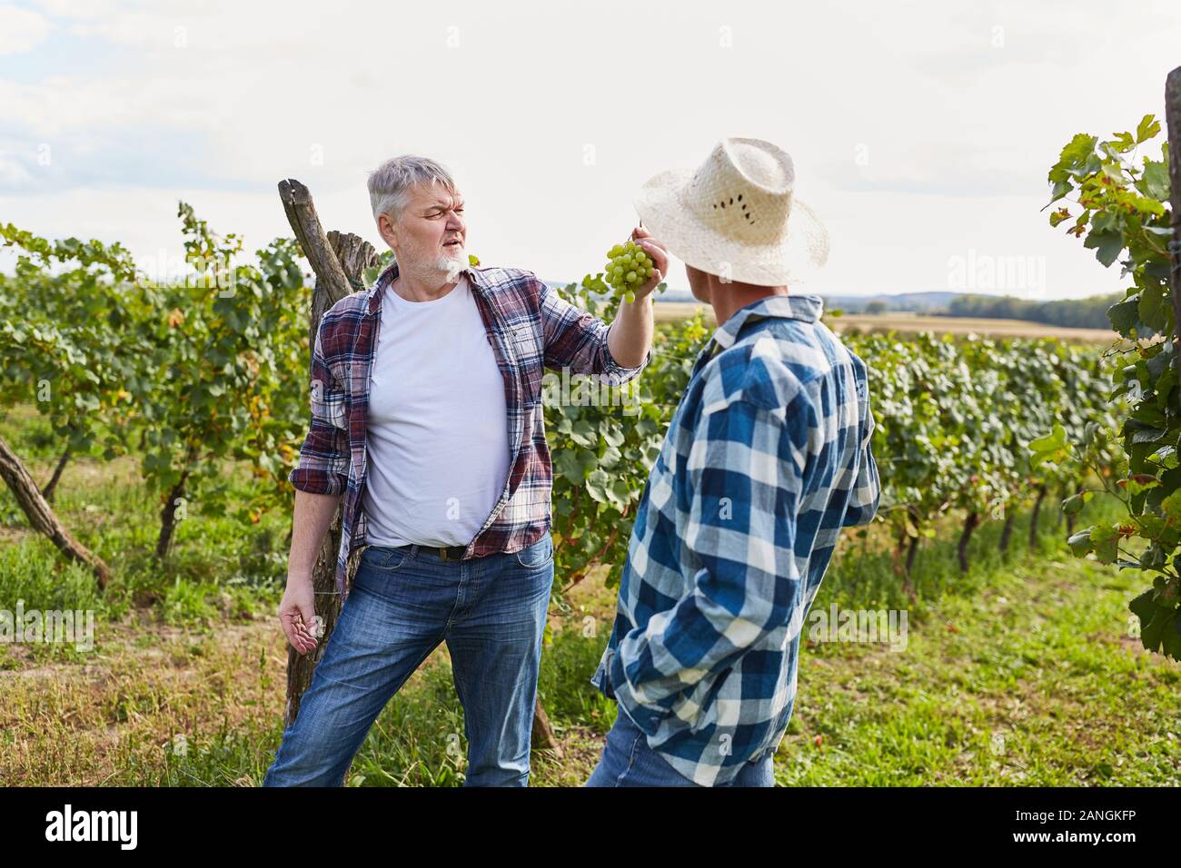 Weinbauer checks the ripeness of the grapes before harvesting them in the vineyard Stock Photo