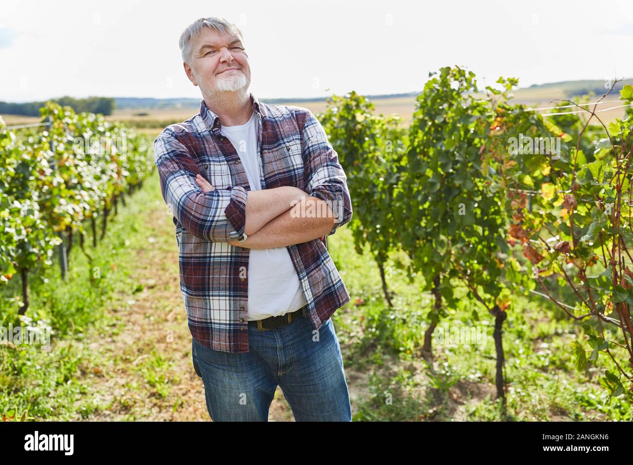 Winegrower or harvest worker with crossed arms in the vineyard in autumn Stock Photo