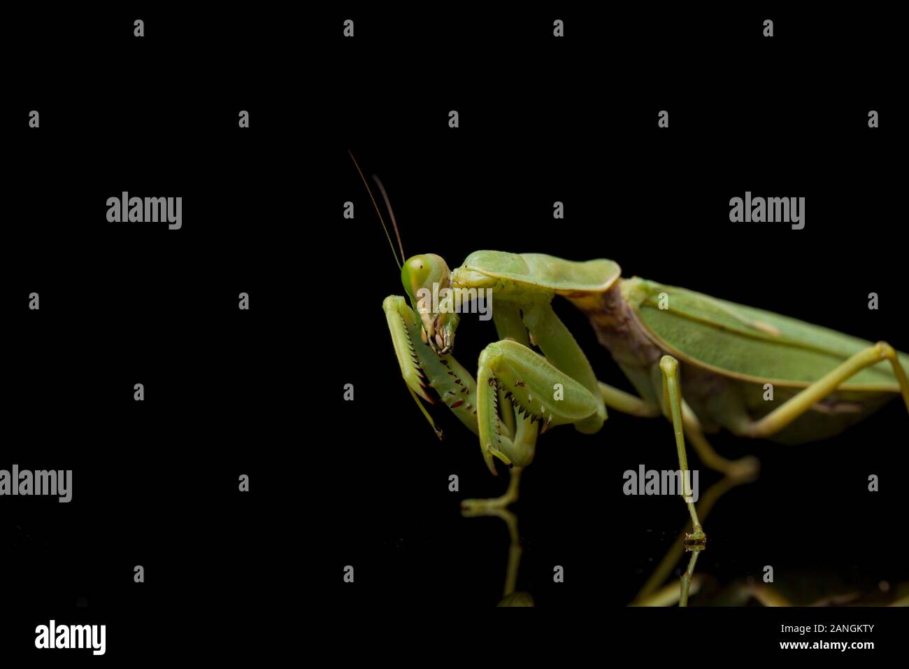 Giant Asian Green Praying Mantis (Hierodula membranacea) isolated on Black background. Stock Photo