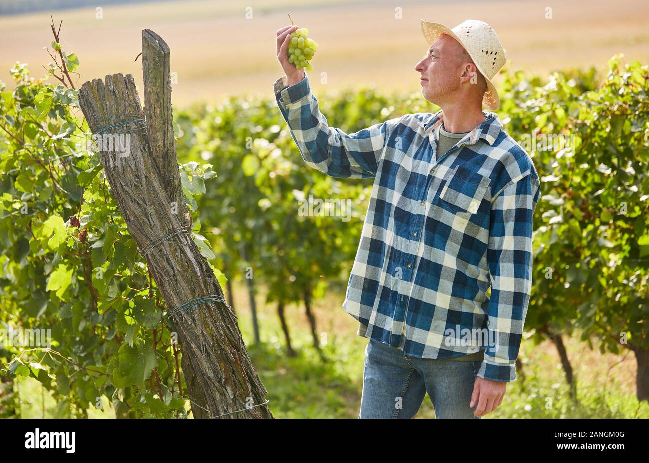 Winegrowers in the vineyard with a vine of grapes at the autumn harvest Stock Photo