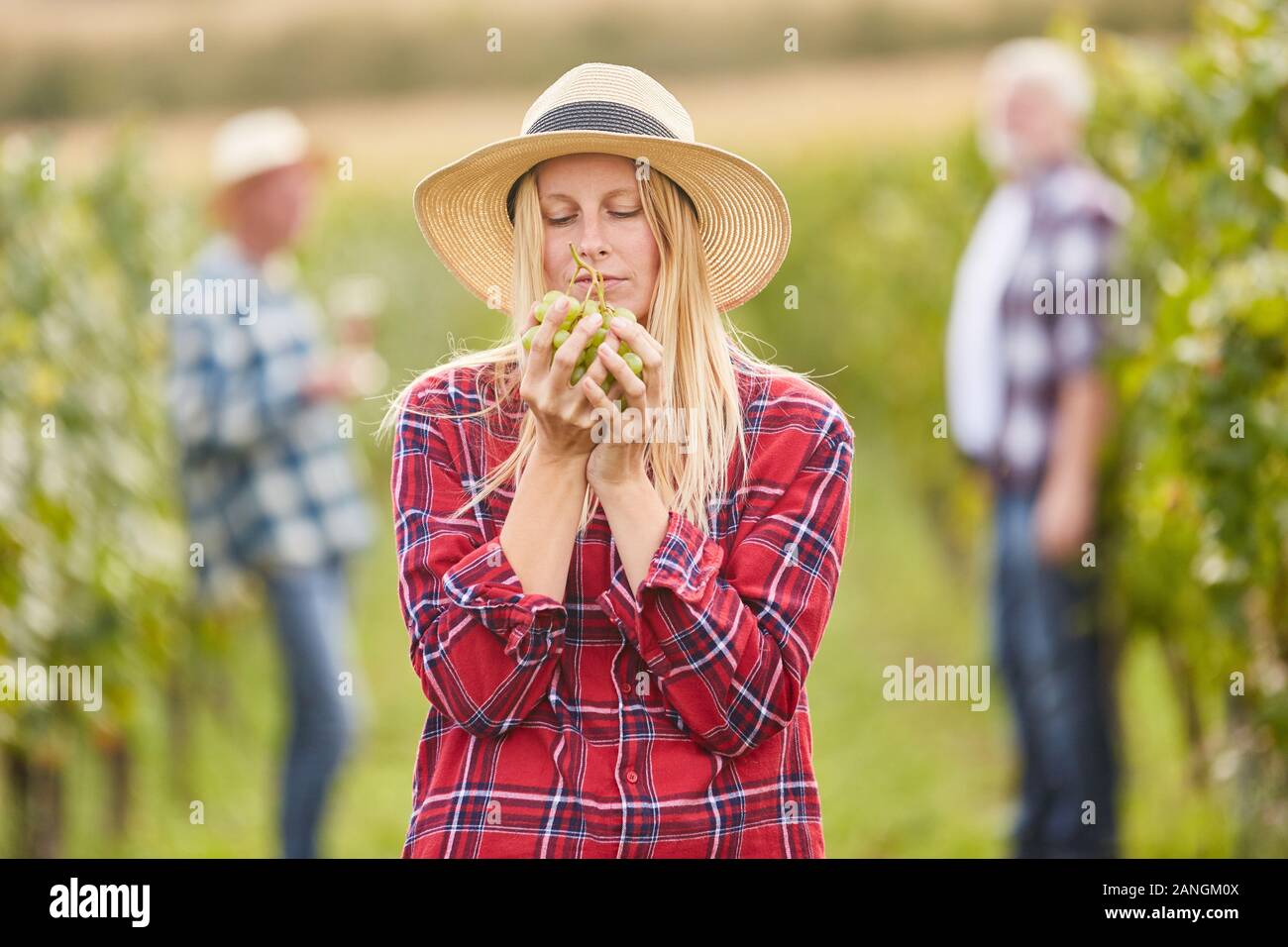 Young woman as a winemaker picking grapes with white grapes as a selection Stock Photo
