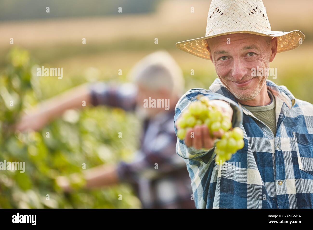 Satisfied winegrower at the grape harvest with a vine of white grapes Stock Photo