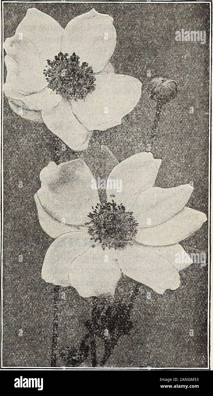 Dreer's 72nd annual edition garden book : 1910 . of each, §1.00. ANEMONES (Windflowers 1. Pennsylvanica {Pennsylvania Windflower). The prettiest of our nativeWindflowers, growing 12 to 15 inches high and producing its large white flow-ers in the greatest profusion from June to August; an excellent plant either forthe border or rockery, and succeeds equally well in sun or shade. Pulsatilla {Pasque Flower). Grows from 9 to 12 inches high, and producesviolet or purple flowers during April or May. An interesting plant for therockery or well-drained border. SyXvQStrlS [Snoiodrop Windflower). Large, Stock Photo