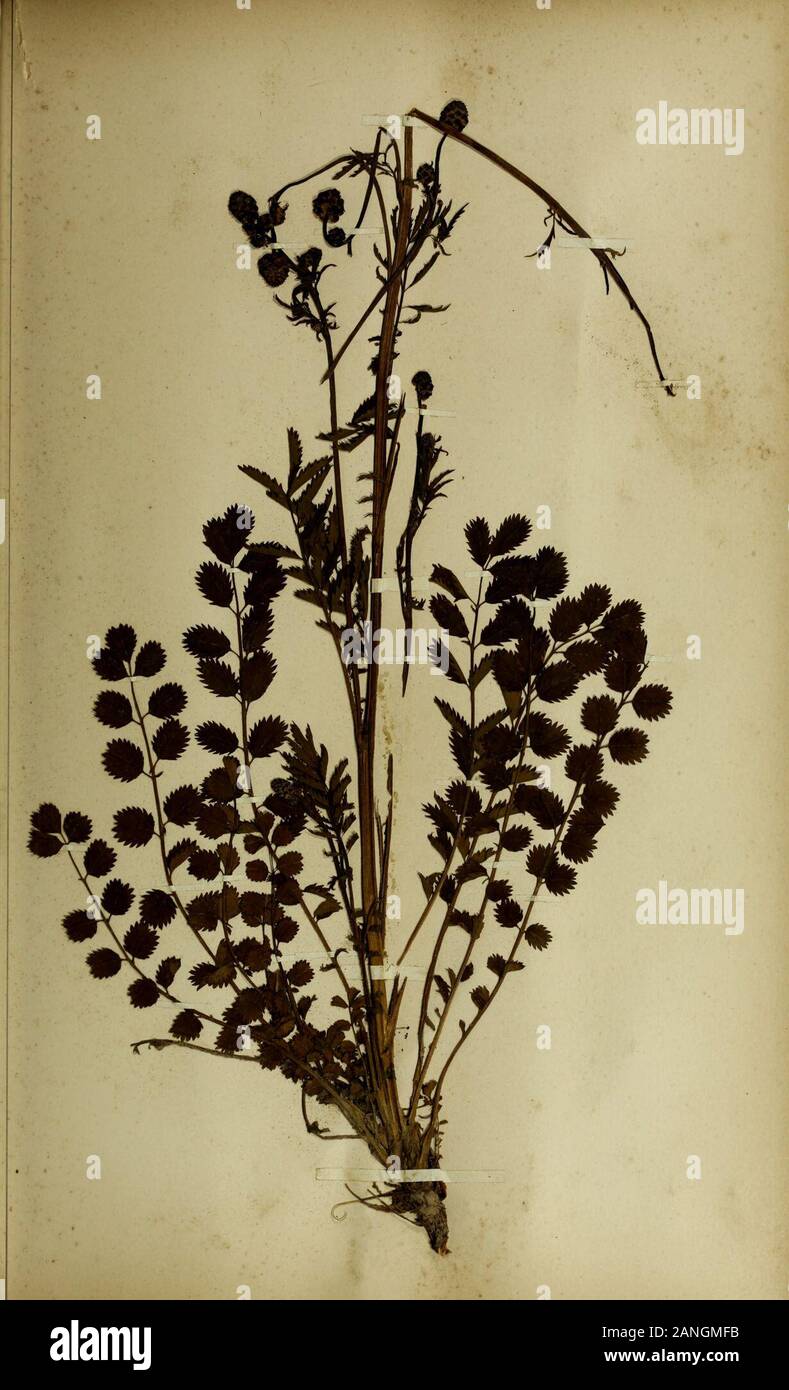 The British farmer's plant portfolio : specimens of the principal British grasses, forage plants and weeds : with full descriptions . 35. BURNET. (Poterium sanguisorba) , Stock Photo
