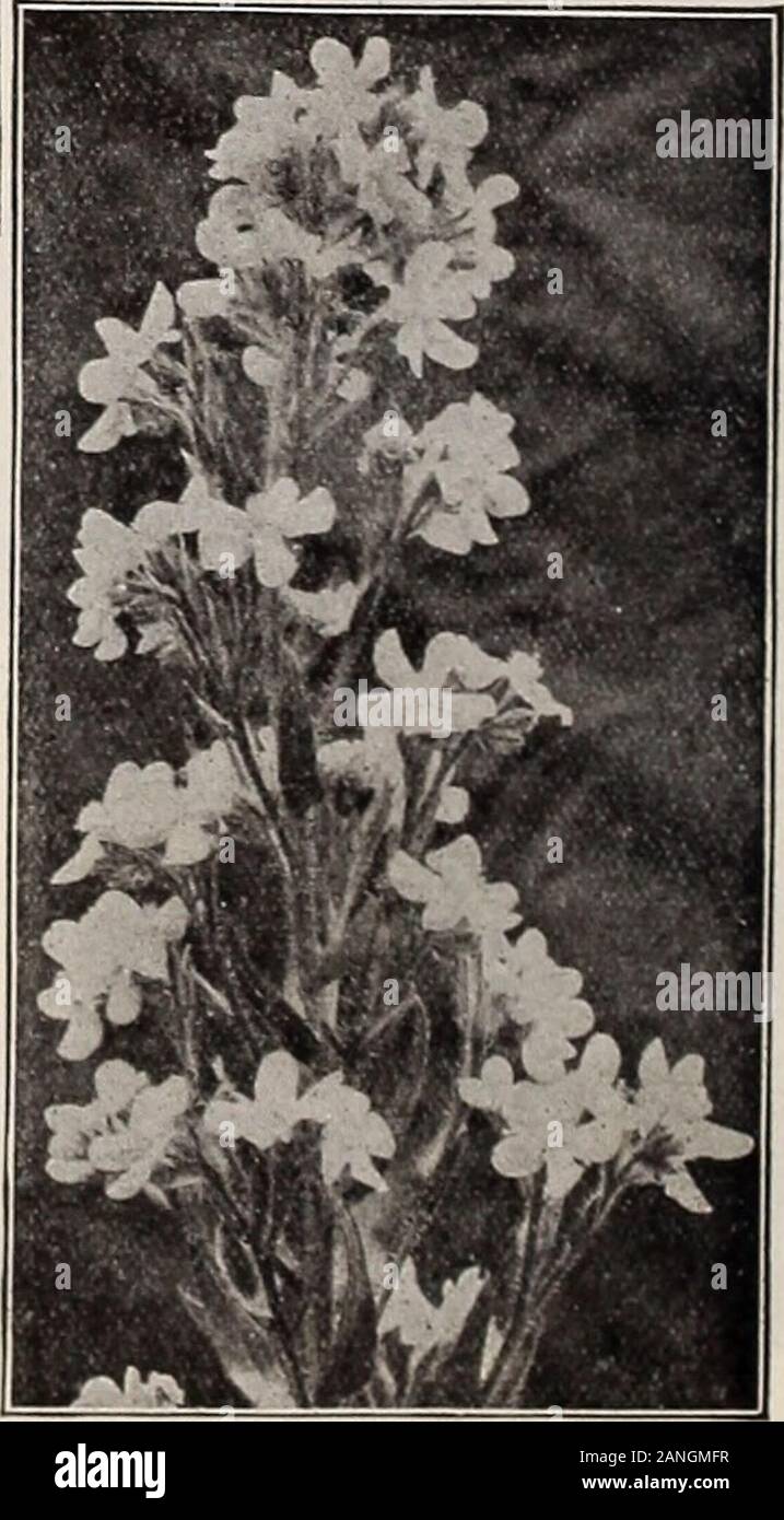 Dreer's 72nd annual edition garden book : 1910 . Anthericum Liliastrum Giganteim.. Anchusa Italica, DRorMORE Varibty. W« CMM mpply laW* af moat af tke Hardy Perennial*. See Flower Seeds, pages SI to 114. fHflHWADRaR-PHiiAPaPHiAm-^HARDY mmmi pbANB- iltH 181 ANEMOIVE JAPONICA (Japanese Windflower). These beautiful Windflowers are one of the most important hardy plants.While they begm blooming early in August, they are more especially valuable onaccount of their continuing in full beauty until cut down by hard frost. All areexcellent for cutting, lasting in good condition for many days in a cut s Stock Photo