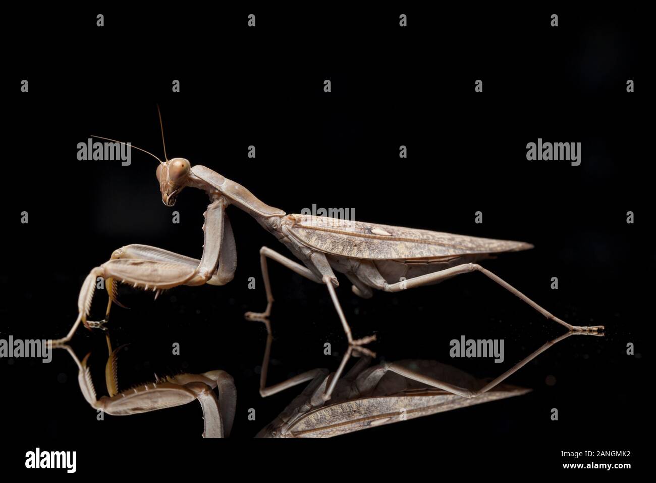 Giant Asian Brown Praying Mantis (Hierodula membranacea) isolated on Black background. Stock Photo