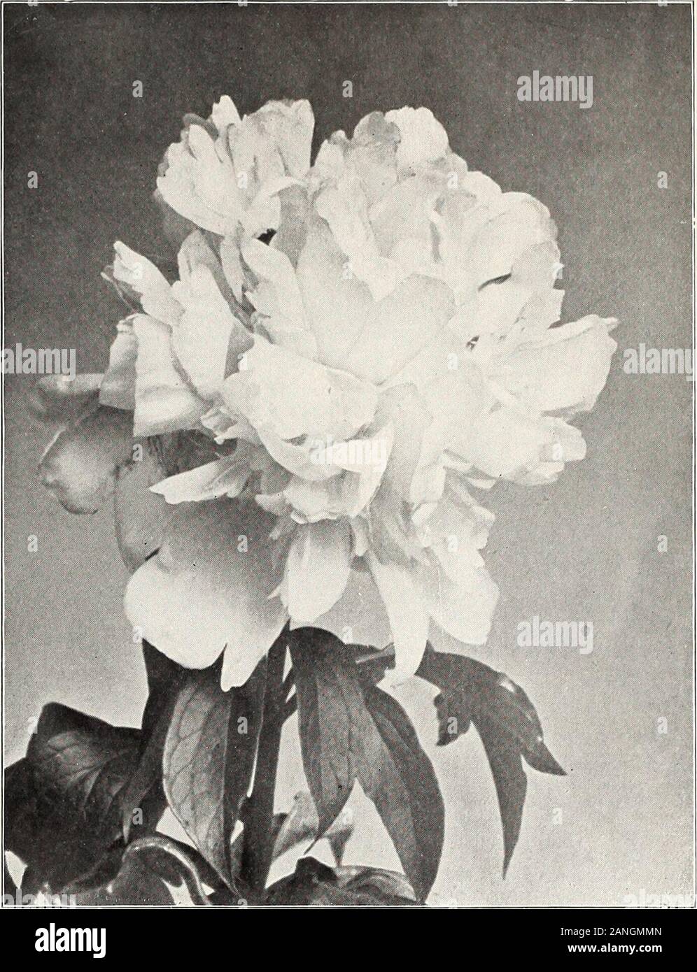 Exceedingly beau hi-res stock photography and images - Alamy