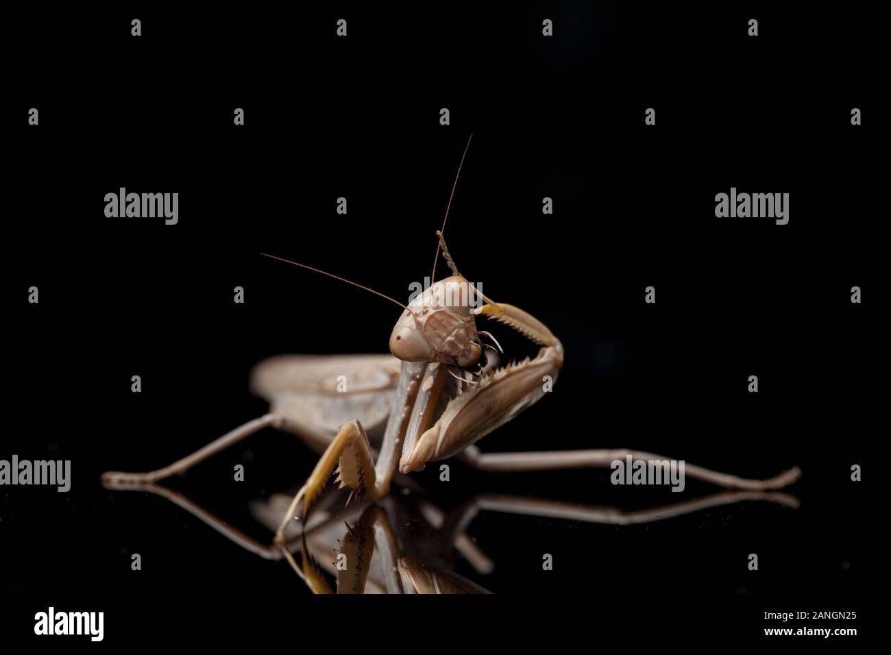 Giant Asian Brown Praying Mantis (Hierodula membranacea) isolated on Black background. Stock Photo