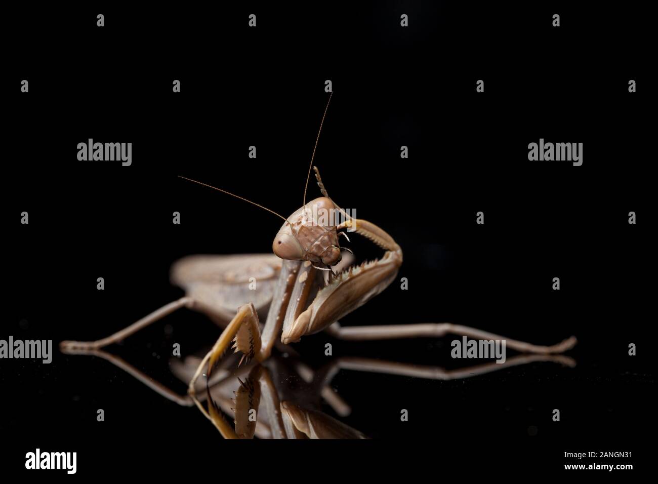 Giant Asian Brown Praying Mantis (Hierodula membranacea) isolated on Black background. Stock Photo