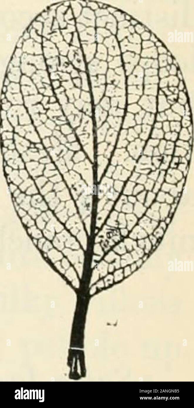 Trees; a handbook of forest-botany for the woodlands and the laboratory . n Leaves 3—5 cm., broadly oval to sub-rotund. Tree with thorny dwarf shoots. The Pear occasionally has entire leaves, and may belooked for here. See p. 274. [The same is true of the occasionally entire cordateleaves of Populus tremula. See p. 264.] OZZ7 -Leaves not larger than 2—4 cm. or so,obovate to sub-orbicular. Dwarf creeperwith no trace of thorns. Salioc reticulata. Reticulate Willow (Fig. 111). Small,rare Northern creeper with twigs 5—20 cm. long. Budsfew, 2—4, aggregated at the tips of theshoots. Leaves 12—16 mm. Stock Photo