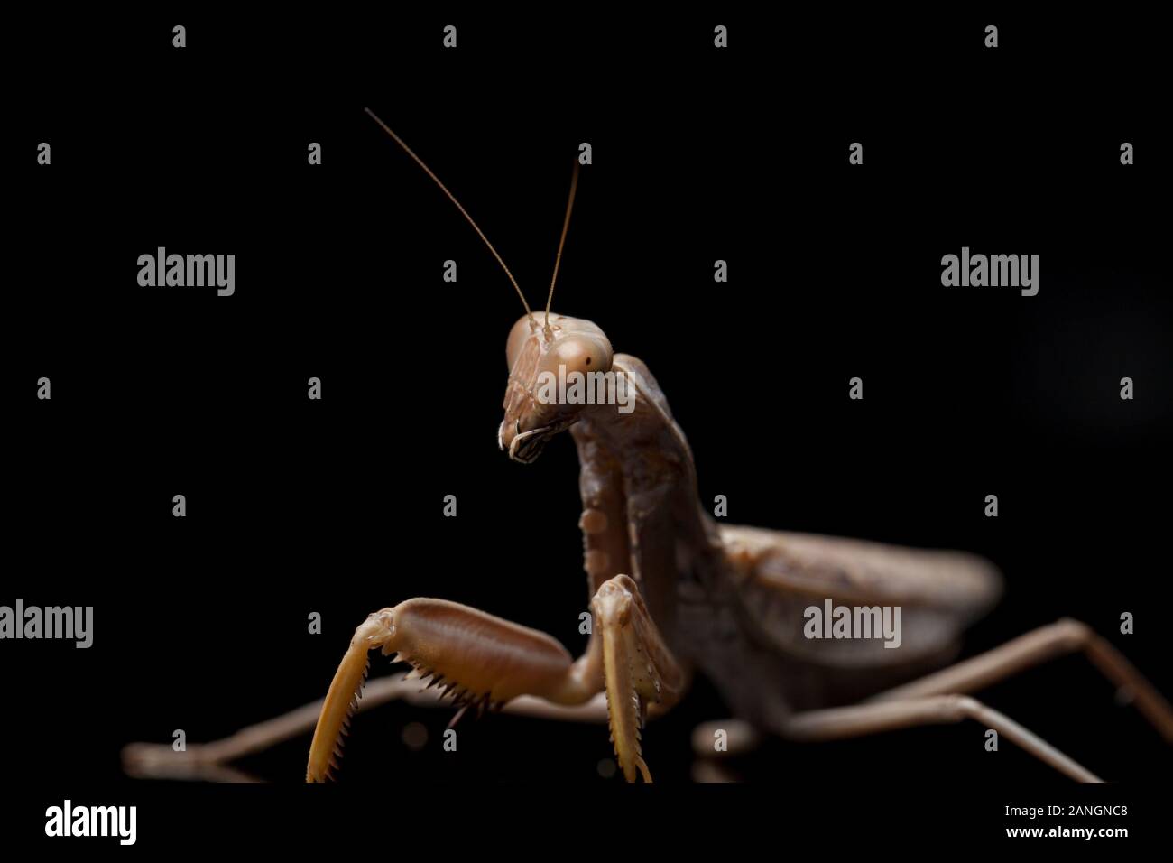 Giant Asian Brown Praying Mantis (Hierodula membranacea) isolated on Black background. Stock Photo