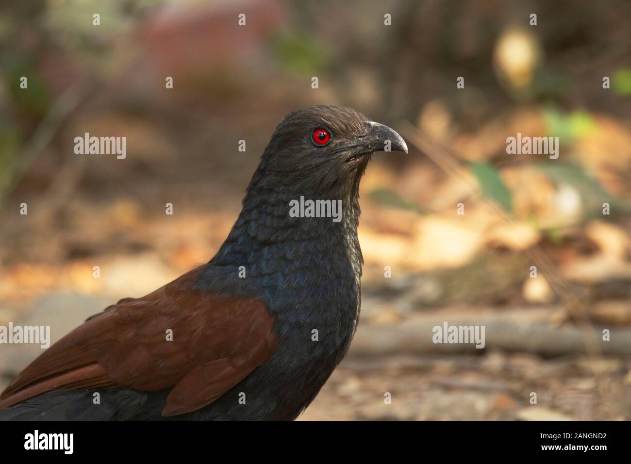 Bharadwaj bird hi-res stock photography and images - Alamy
