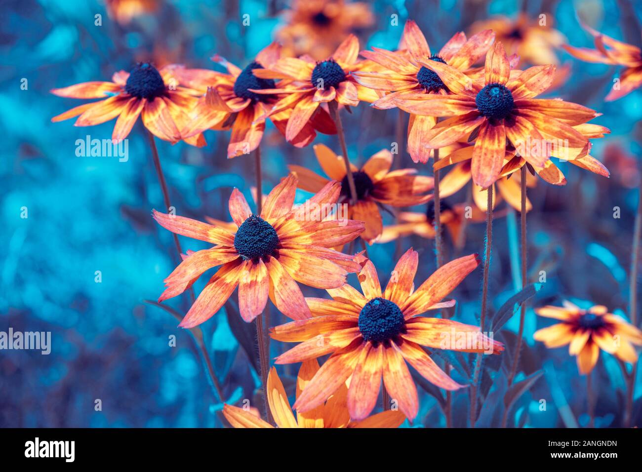 Vintage blossoming Rudbeckia hirta (Black-eyed Susan) flowers in the garden in summer. Nature background. Stock Photo