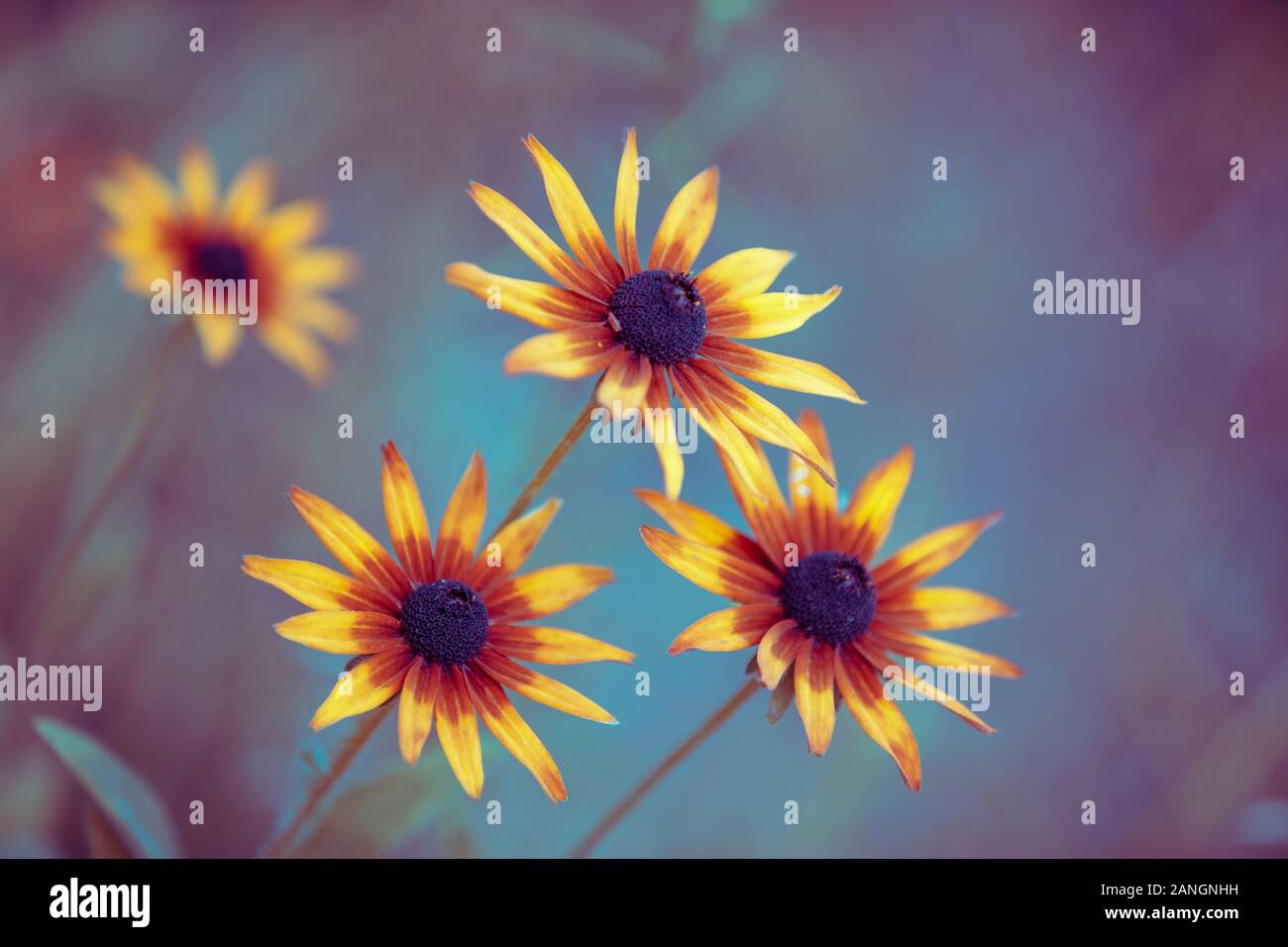 Vintage blossoming Rudbeckia hirta (Black-eyed Susan) flowers in the garden in summer. Nature background. Stock Photo