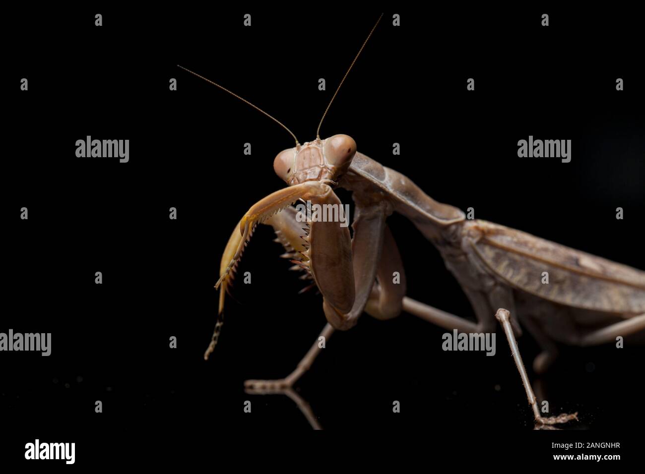 Giant Asian Brown Praying Mantis (Hierodula membranacea) isolated on Black background. Stock Photo