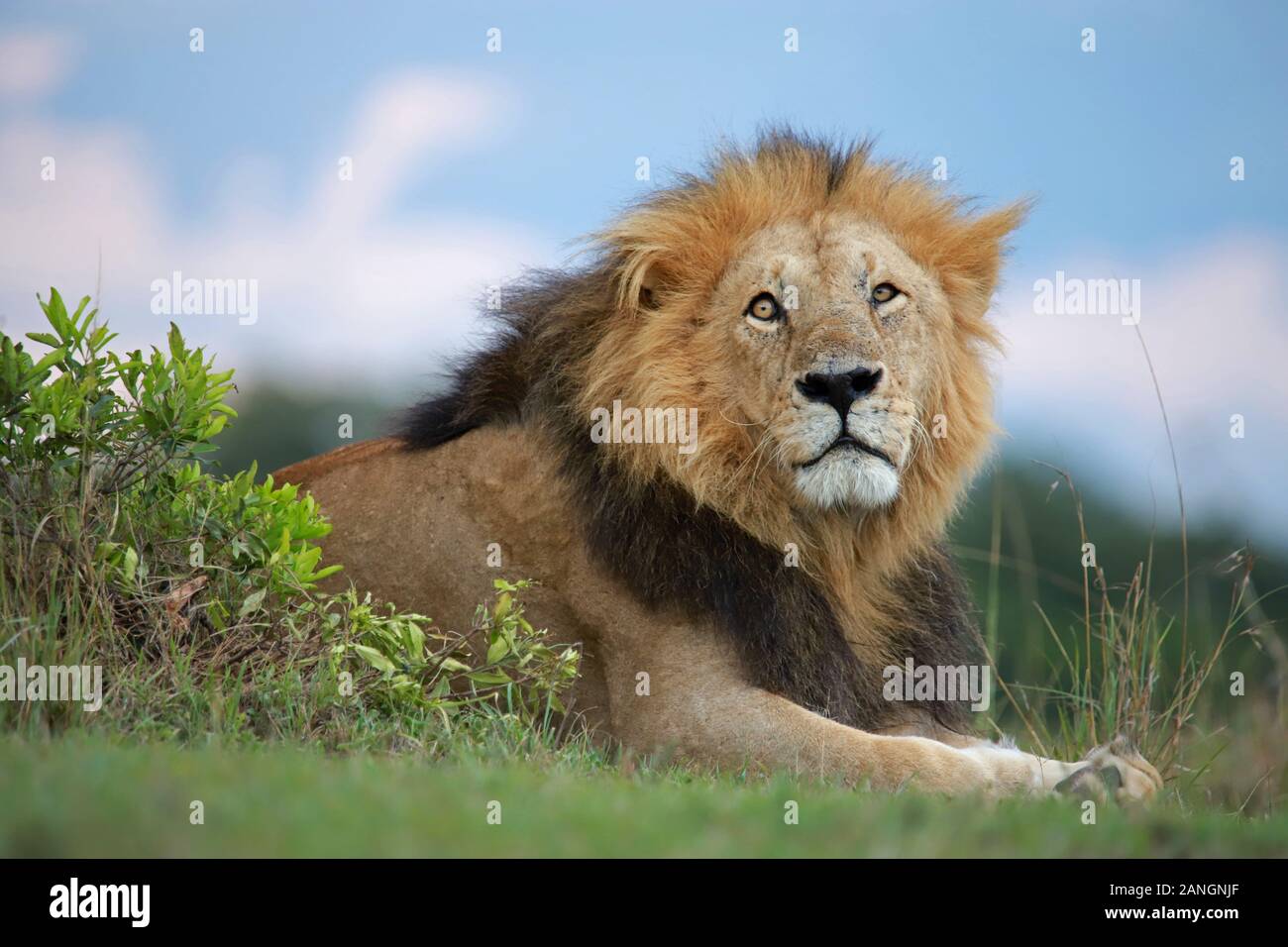 Lion at maasai mara national park hi-res stock photography and images ...