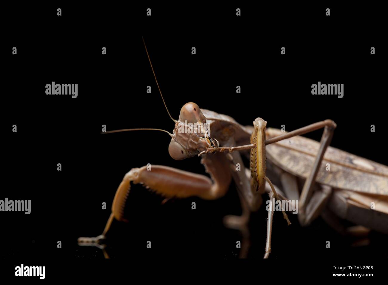 Giant Asian Brown Praying Mantis (Hierodula membranacea) isolated on Black background. Stock Photo