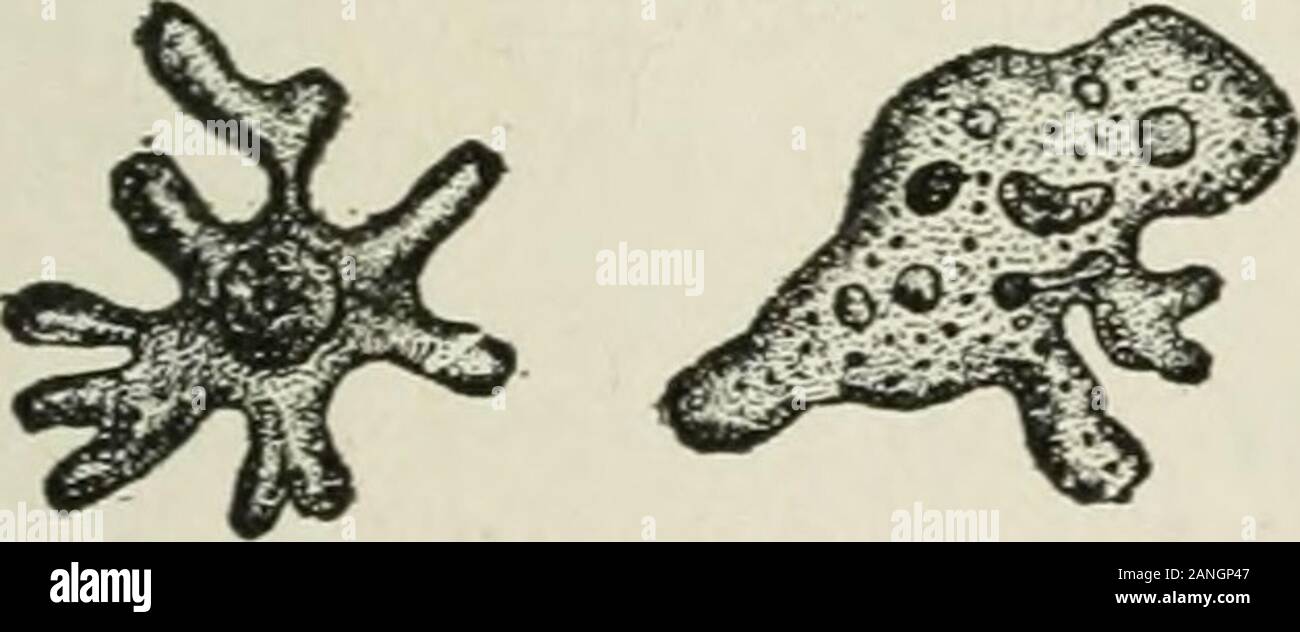 Beginners' zoology . seudopod;ps , pseudopod forming; ectoplasm pro-trudes and endoplasm flows into it. Note the central portionand the slender prolonga-tions or psciidopods (Greek,false feet). Does the endoplasm extend into the pseudo-pods .-• (Fig. 10.) Are the pseudopods arranged with anyregularity .-* Sometimes it is possible to see a denser appearmg por-tion, called the nucleus; also a clear space, the contractilevacuole {¥g. lo). Movements. — Sometimes while the pseudopods are be-ing extended and contracted, the central portion remains in the same place (this is mo-tioii). Usually only Stock Photo