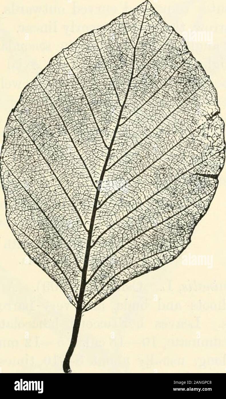 Trees; a handbook of forest-botany for the woodlands and the laboratory . ),S. Arbuscula (p. 280), and S. herbacea (p. 281), in whichthe stipules are also frequently obsolete. S. nigricans (p. 292), and S. phylicifolia (p. 293) arealso occasionally devoid of evident stipules.] (b) Leaves entire, at most faintly sinuate, or withmicroscopic serratulse. ?or (ii) (i) Leaves distichous on the lateral long shoots, broad oval: venation strict-pinnate. Fagus sylvatica, L. Beech (Fig. 108). Large treewith smooth trunk and glossy foliage, giving very deepshade. Leaf 4—9 x 3—6 cm. (3—15 x 2-5—10 cm.), el Stock Photo