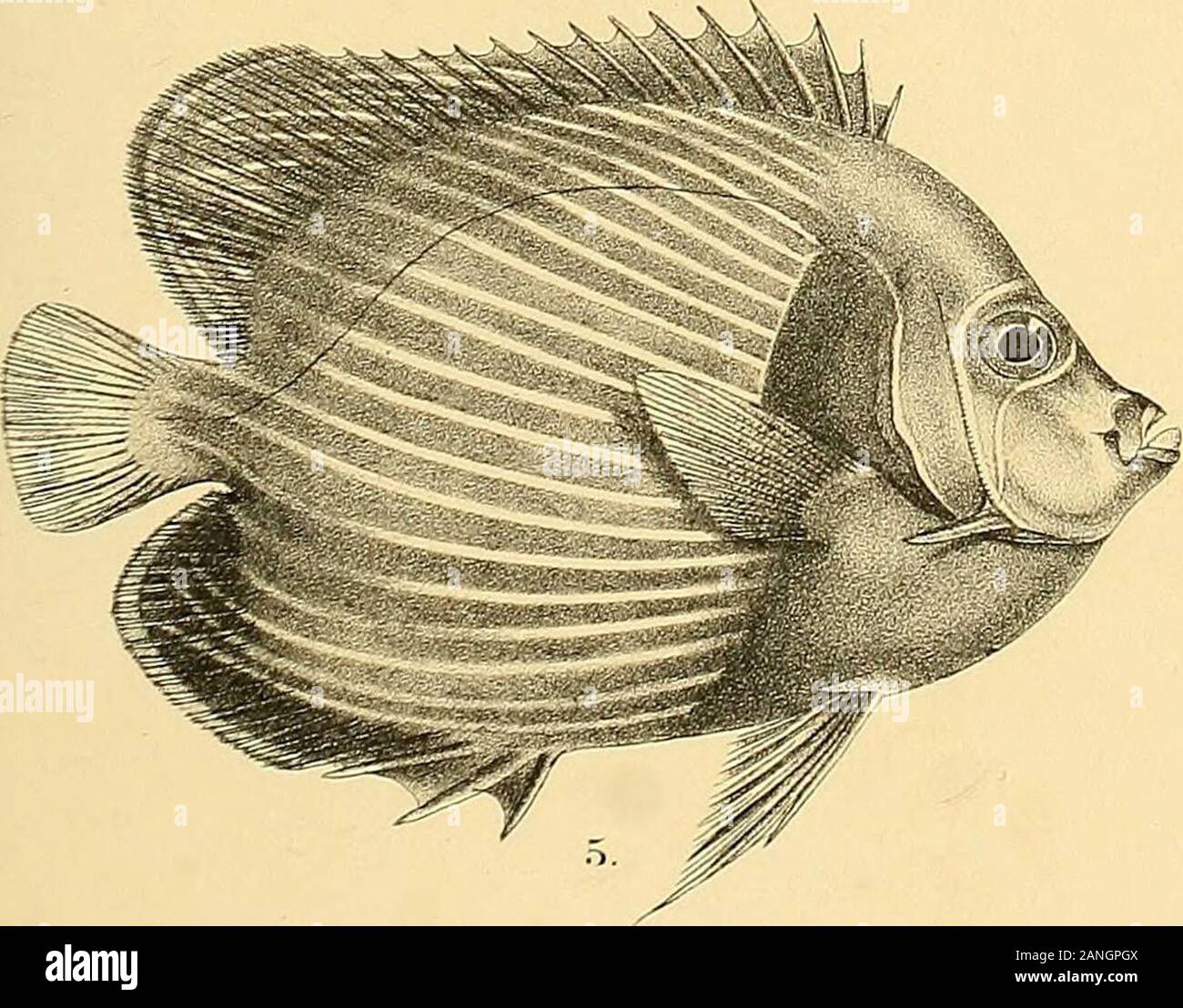 The fishes of India; being a natural history of the fishes known to