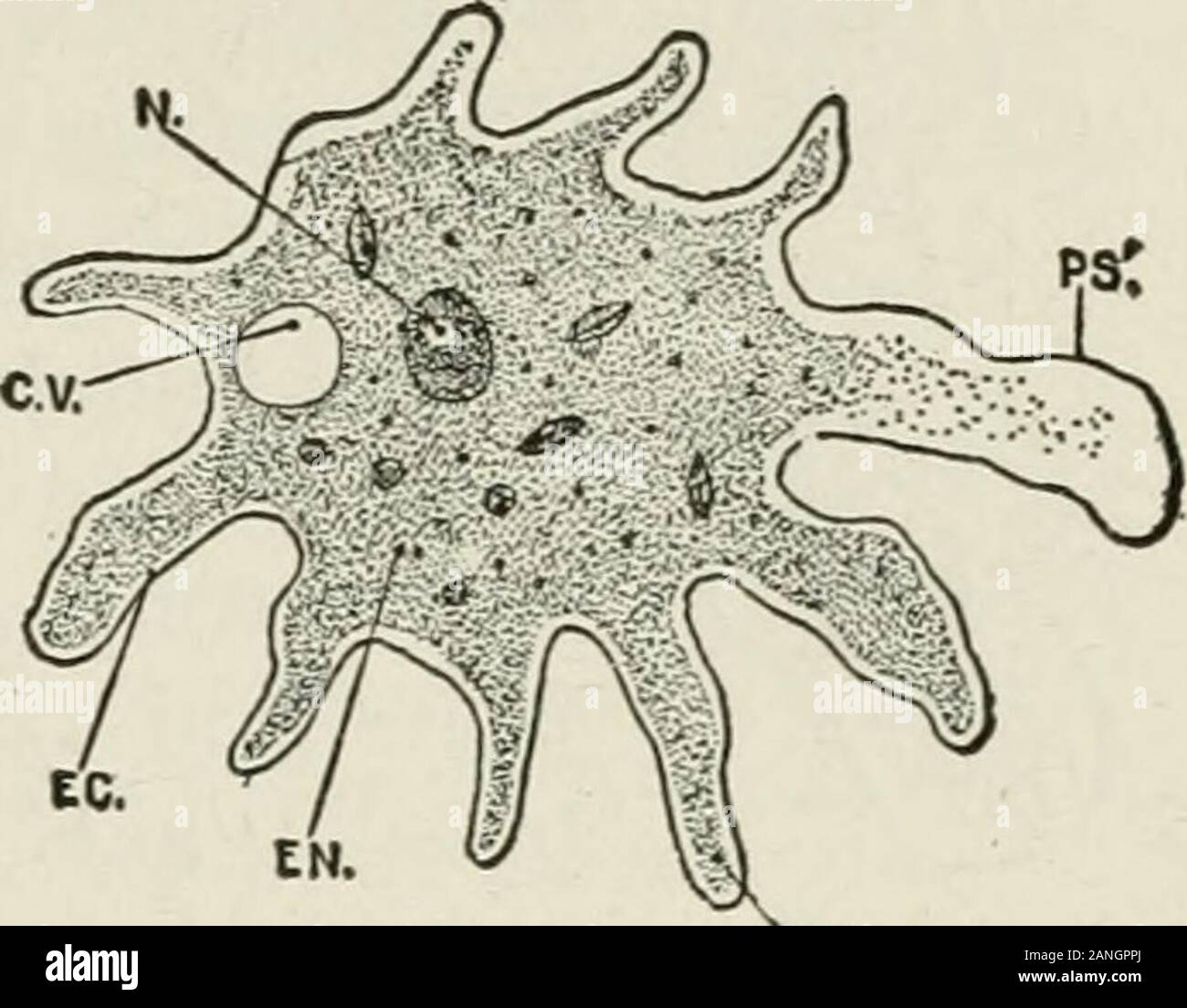 Beginners' zoology . IiG. 9—Amceba Protens, much enlarged. lo PROTOZOA II Form and Structure. — The amoeba looks so mucha clear drop of jelly that abeginner cannot be certainthat he has found one untilit moves. It is a speck ofprotoplasm (Fig. 9), with aclear outer layer, the eclo-plasm; and a granular, in-ternal part, the endopMsm.Is there a distinct line be-tween them? (Fig. 10.) Fig. 10.—Amceba. like. cv, contractile vacuole; ec, ectoplasm; en,endoplasm; n, nucleus; ps, pseudopod;ps , pseudopod forming; ectoplasm pro-trudes and endoplasm flows into it. Note the central portionand the slende Stock Photo