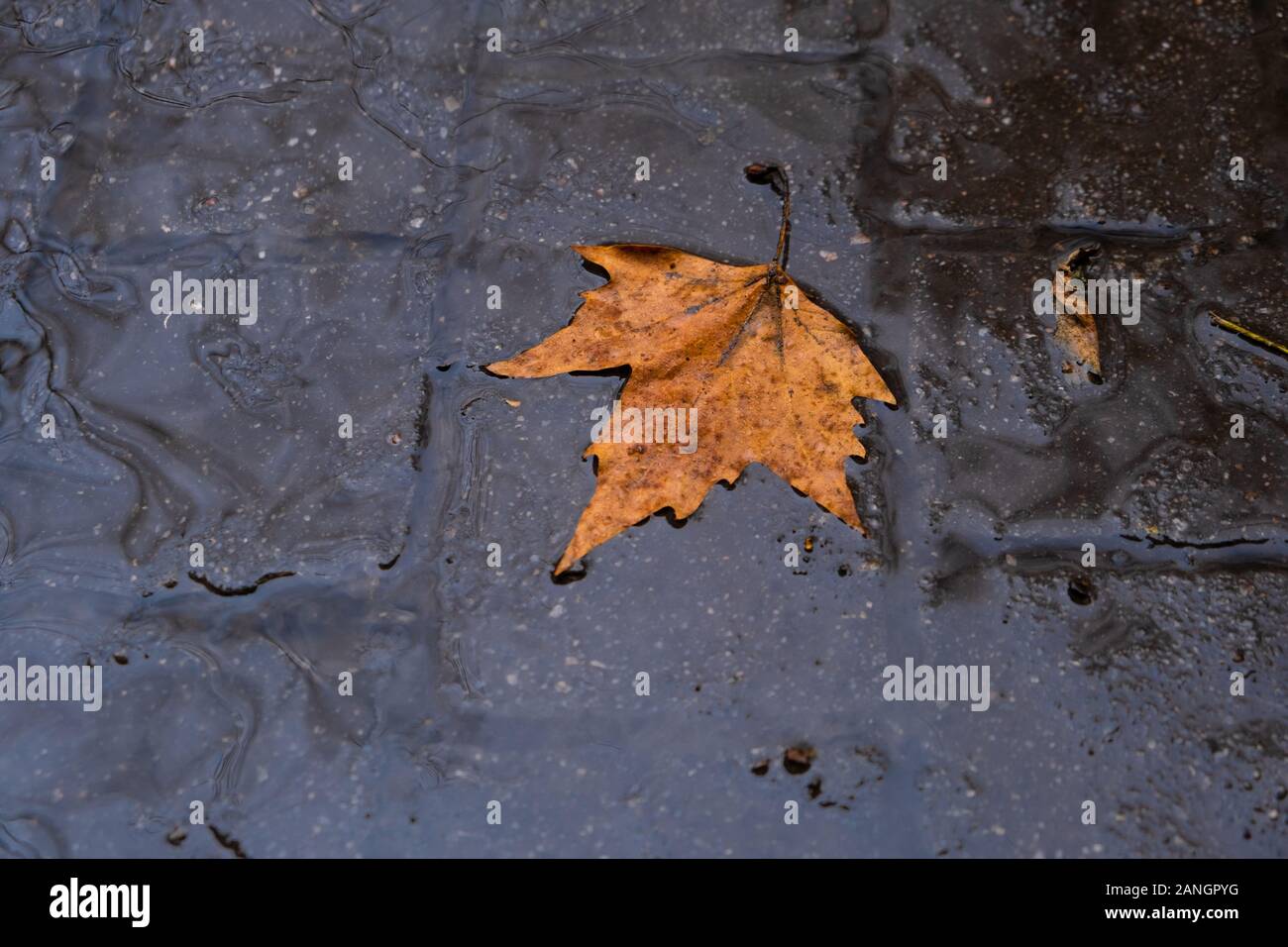 fall leave in water, floating autumn leaf. Fall season leaves in rain. October weather, november nature background. Beautiful reflection in water Stock Photo