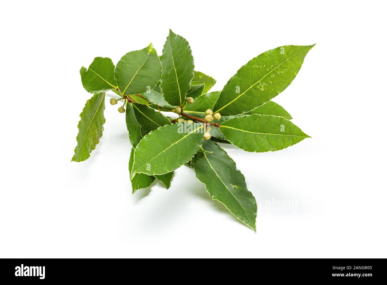 Fresh bay laurel twig with leaves isolated on white background. Laurus