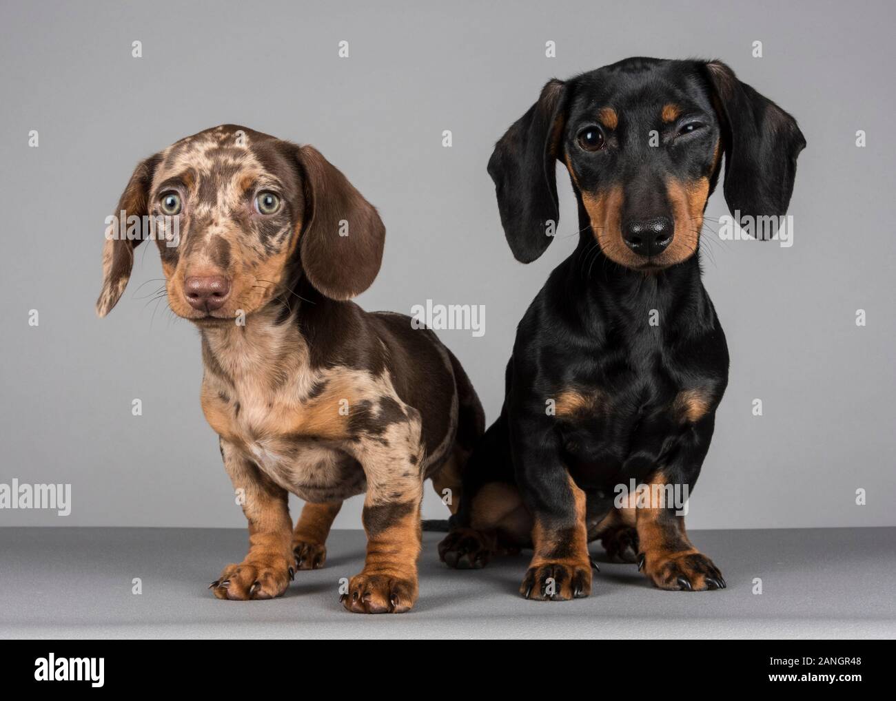 Group dogs dachshunds hi-res stock photography and images - Alamy