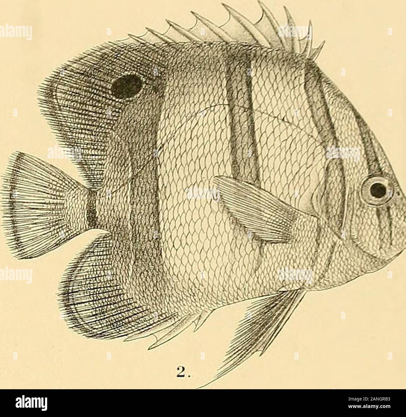 The fishes of India; being a natural history of the fishes known to