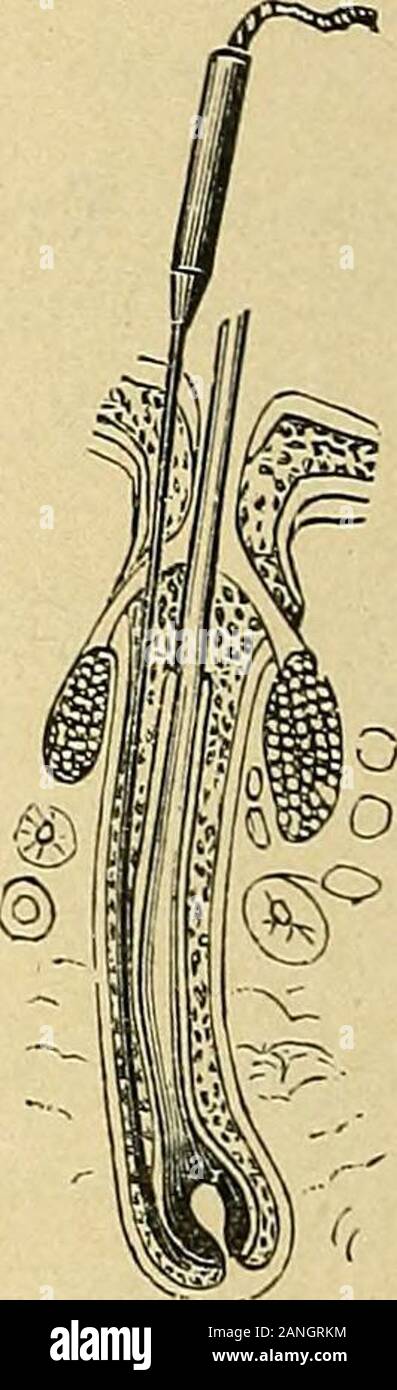HEAD SPRING 142（The electro-therapeutic guide, or, A thousand 