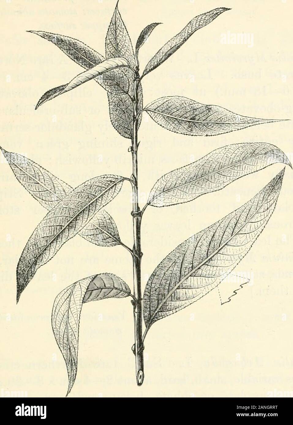 Trees; a handbook of forest-botany for the woodlands and the laboratory . ra. Stomata on theupper surface few and scattered. Autumn leaves yellow. [Other shrubs with brilliant yellow pigment in thecortex are, Berberis (p. 282) and Rhamnus (p. 291).] A A Twigs not purple or covered withwaxy bloom. Salix triandra, var. amygdalina. Almond Willow(Fig. 106). Shrub. Leaves oblong-lanceolate to lanceo-late, or oblong-elliptic, 6—10 x 2—3 cm. (5—13 x 1—3 cm.),3—5 times long as broad, suddenly acuminate; baserounded, margins nearly parallel. Very glabrous, evenwhen young; tough, sub-coriaceous, deep sh Stock Photo