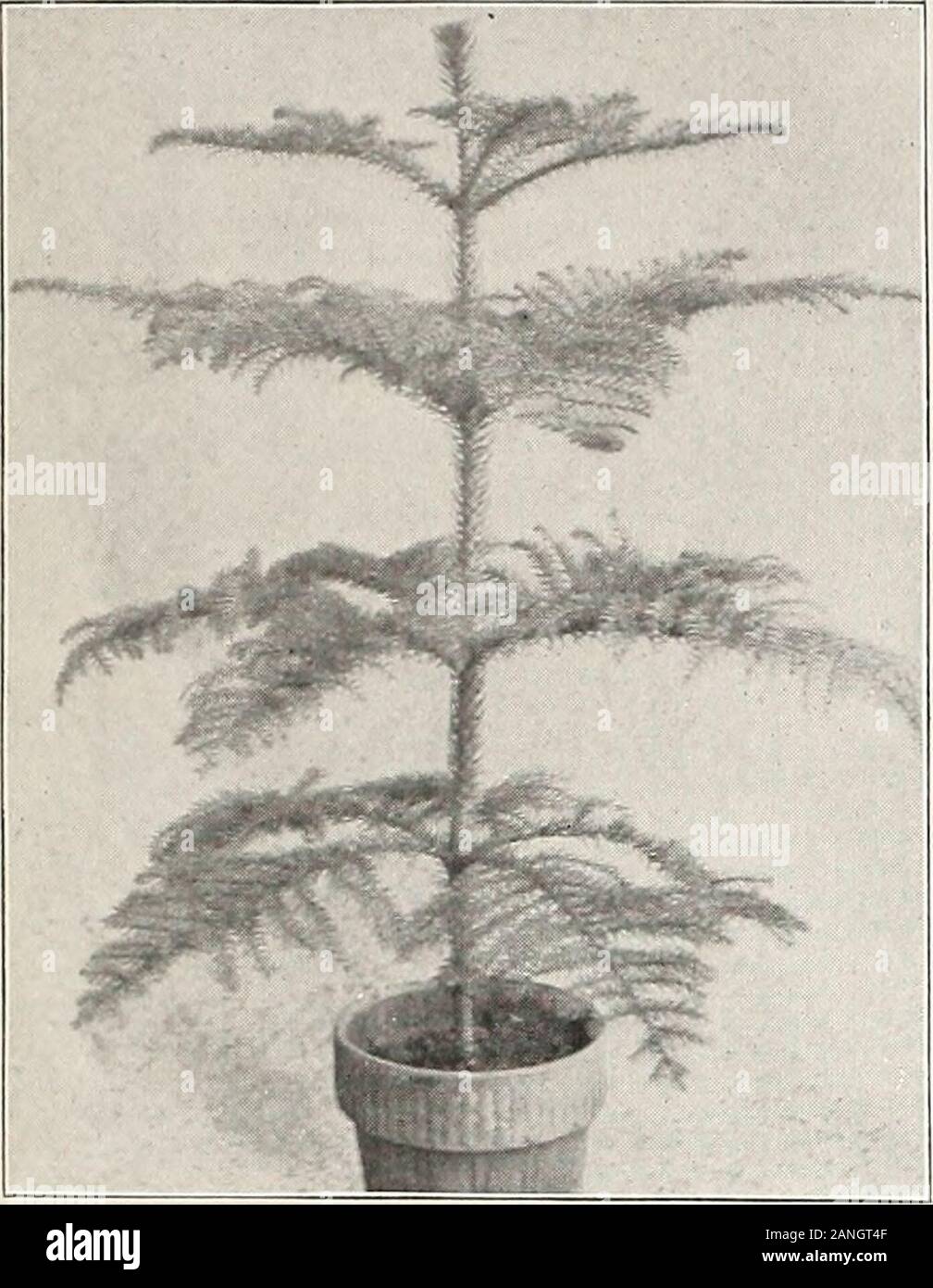 Spirea In Winter High Resolution Stock Photography And Images Alamy