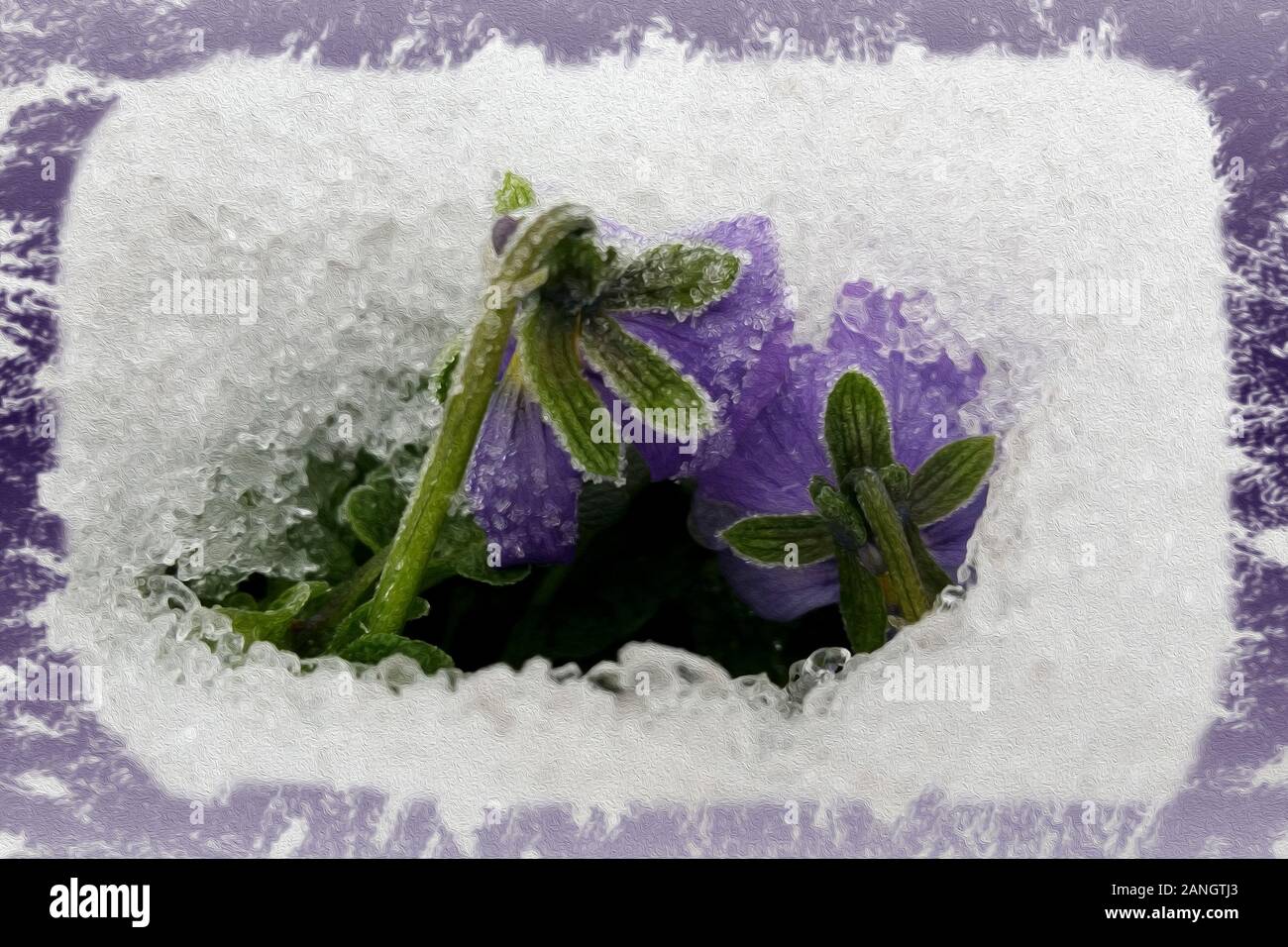 Two purple pansies in snow Stock Photo Alamy