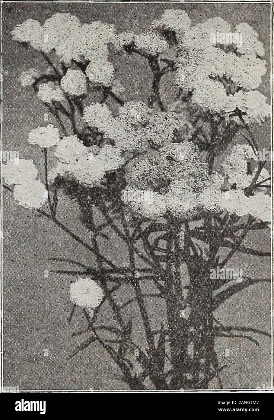Dreer's 72nd annual edition garden book : 1910 . RionhTKUA Ravs rtF Gt&gt;rn HARDY PHLOXES are one of our leading •peci4kltieft. See pages 2#€ and 267. General List of Hardy Perennial Plants For New and Rare Varieties see pages 174 to 178. @ ifiA. orders are forwarded upon receipt, unless instructed to the contrary. Custom-OS placing orders for Stock to be reserved and sent later must distinctly specifyttas at the time of ordering.. Achillea The Pearl. F^ AC^XA (New Zealand BurrPretty evergreen rock plants of cushion-like growth, cultivated for their showy,crimson spines, which are borne on t Stock Photo
