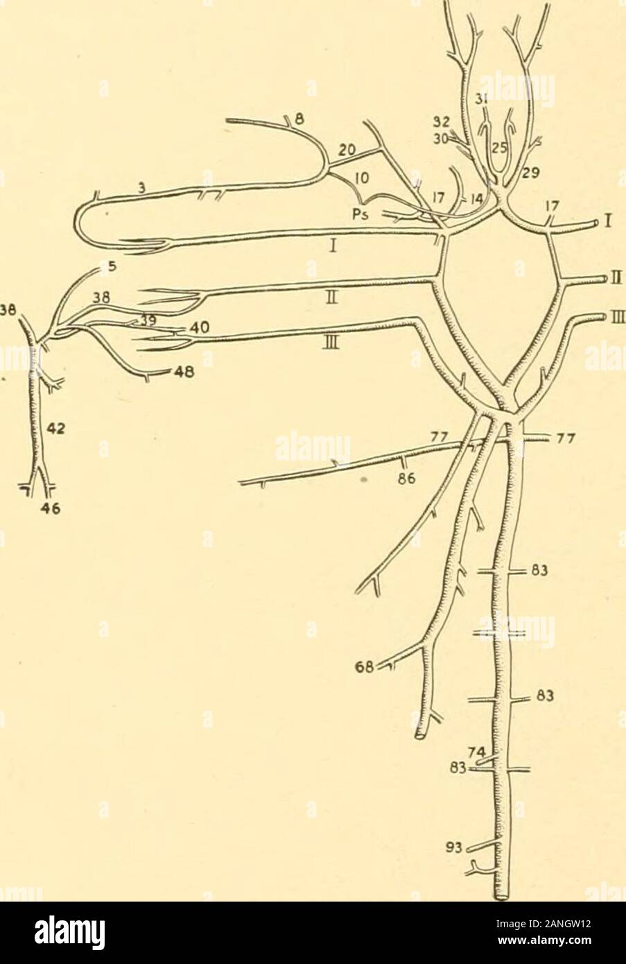 Bulletin of the Bureau of Fisheries . 10.—Cranial portion of the arterial system ia the toad-fish (Opsanus 7 V 7 7 id 1 £ l  fa«). Ventral view, natural size. On the right side the ventral ends ,fs OTanC/ieS (tig. 1. pi. 1). of the efferent branchial arteries and their branches are reflected so (^ Two small branches are civetl as to bring thein into one plane, j. .. ,, , ,.j on from the external carotid near its origin. The larger {30) runs laterad and divides into two branches which supplythe external and superior recti muscles of the eye. The artery that supplies thehitter muscle runs alon Stock Photo