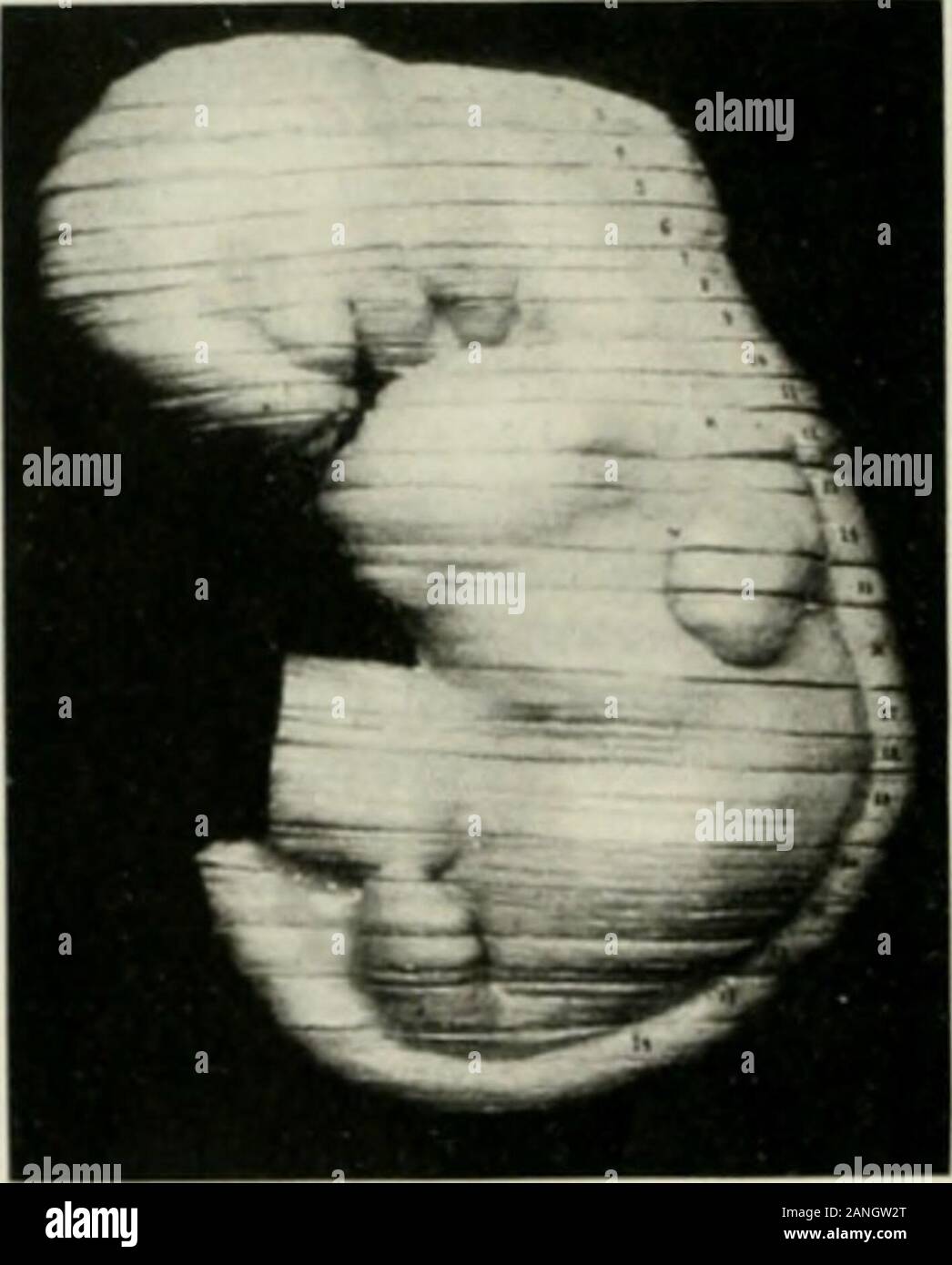 The anatomical record . een described before. However, I have beenunable to find a reference lo it. 295 •2W&gt; IA. K. W.VLI.IN The iiHiiIcl w.is luiilt ill scuiiHiits. The thickness of the sfRiiiciitsvnrits and depends ui)iin tln structures within. Certain scKinents,for &lt;xaniple no. 7 and no. liJ, are eoini)aratively thin. It was neees-sjirv to stack them in this way so that certain iinjMirtant structiireswould not l)e covered. The la.st segment (Xo. 24) is mounted on awood stand (stand doi s not show in photonrajjh). A block of wood wascarved to receive the contour of this segment which Stock Photo