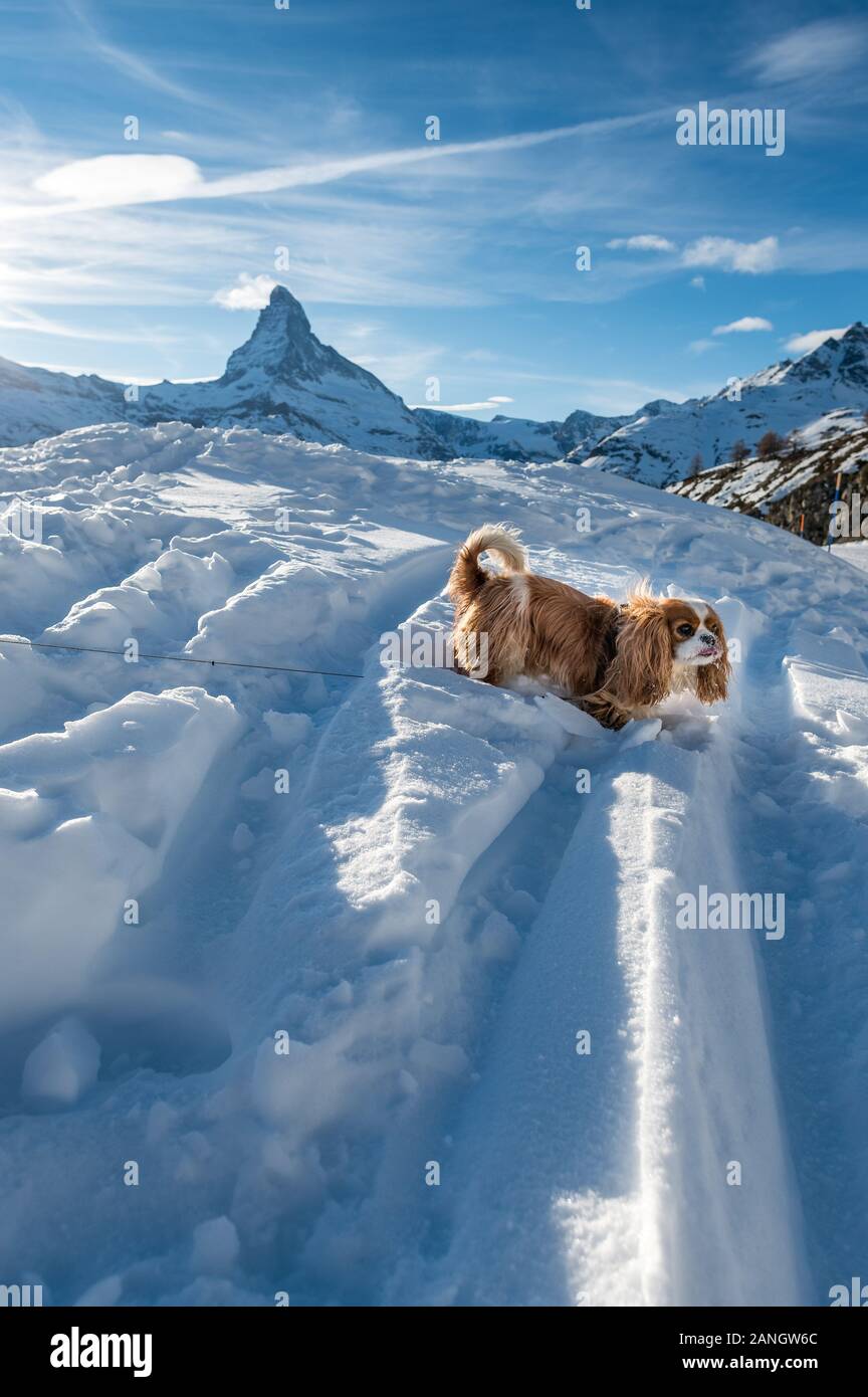 Standing Cocker Spaniel In Show In Front Of Matterhorn In Zermatt In The Swiss Alps Stock Photo Alamy