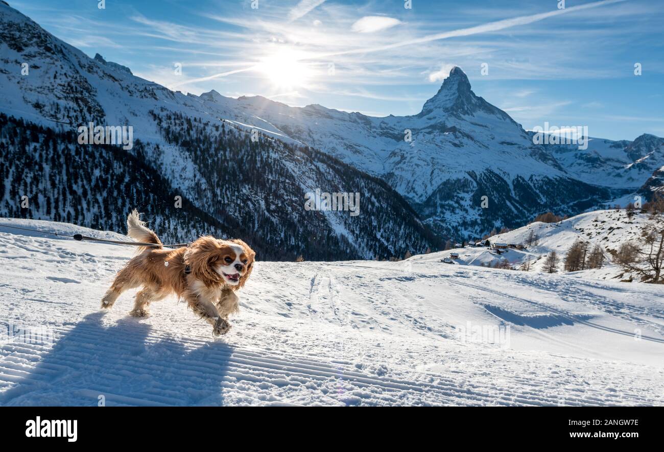 Running Cocker Spaniel In Show In Front Of Matterhorn In Zermatt In The Swiss Alps Stock Photo Alamy
