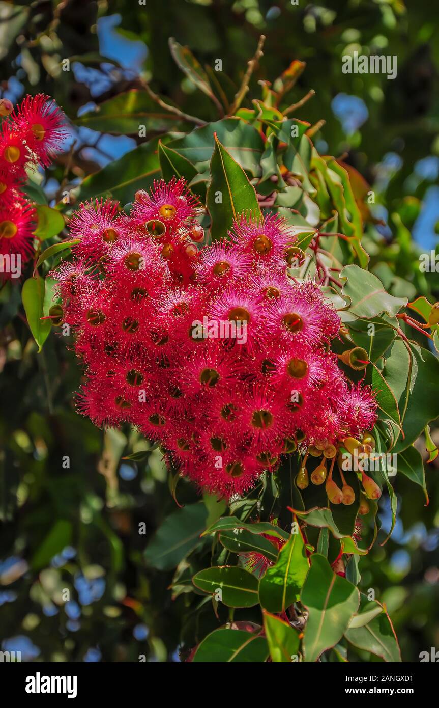 Blooming eucalyptus tree in Australia Stock Photo Alamy