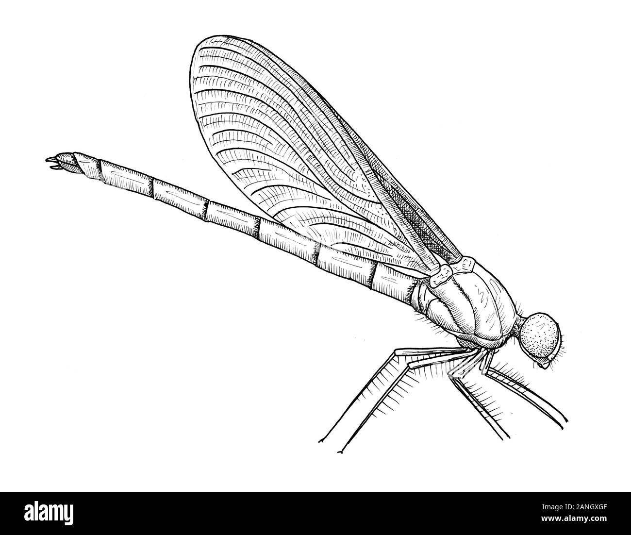 Drawing of dragonfly. Sketch of adult male Calopteryx splendens insect, black and white illustration Stock Photo