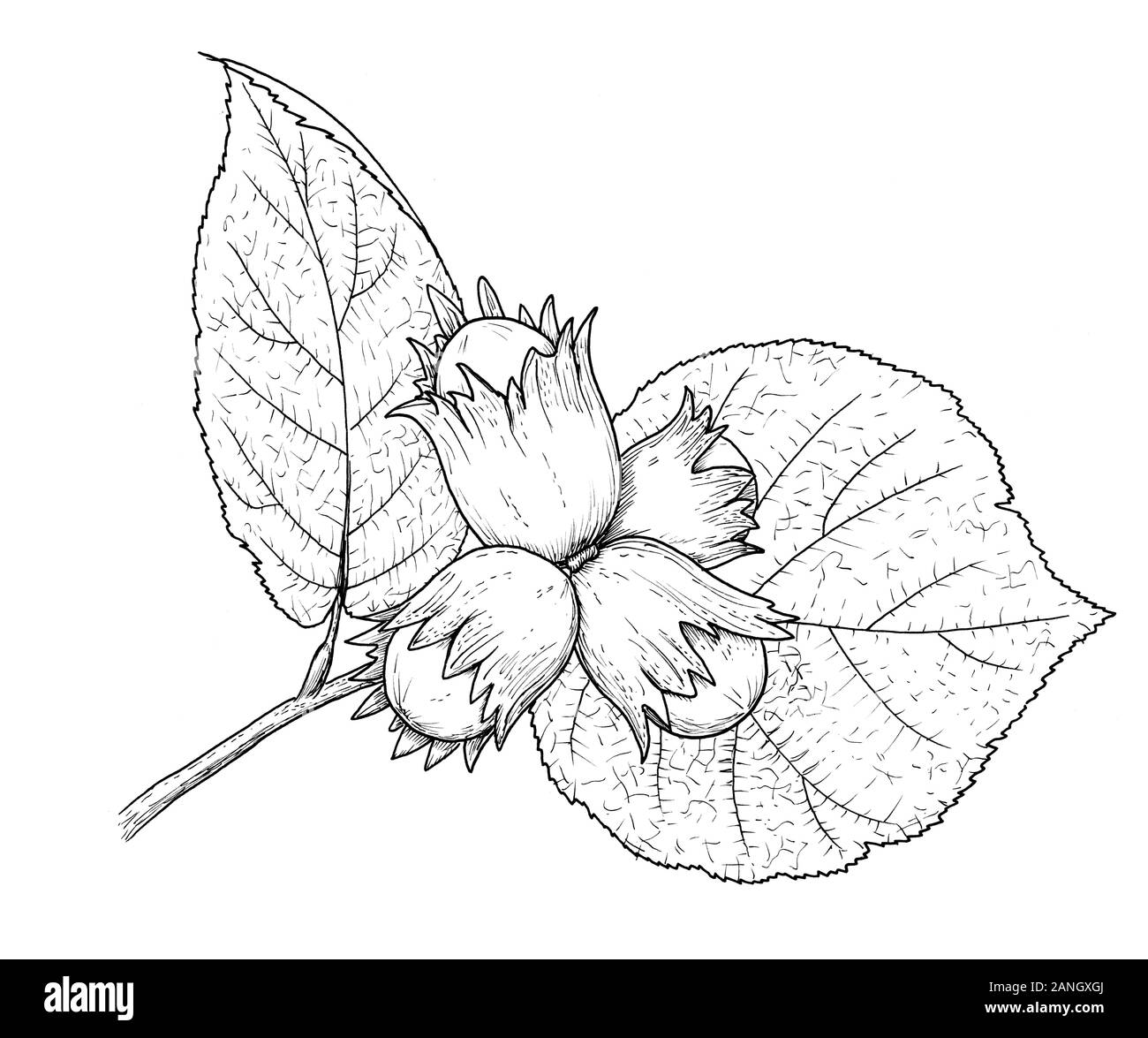 Drawing of hazelnuts. Sketch of plant - nuts of hazel tree on a branch, black and white illustration Stock Photo