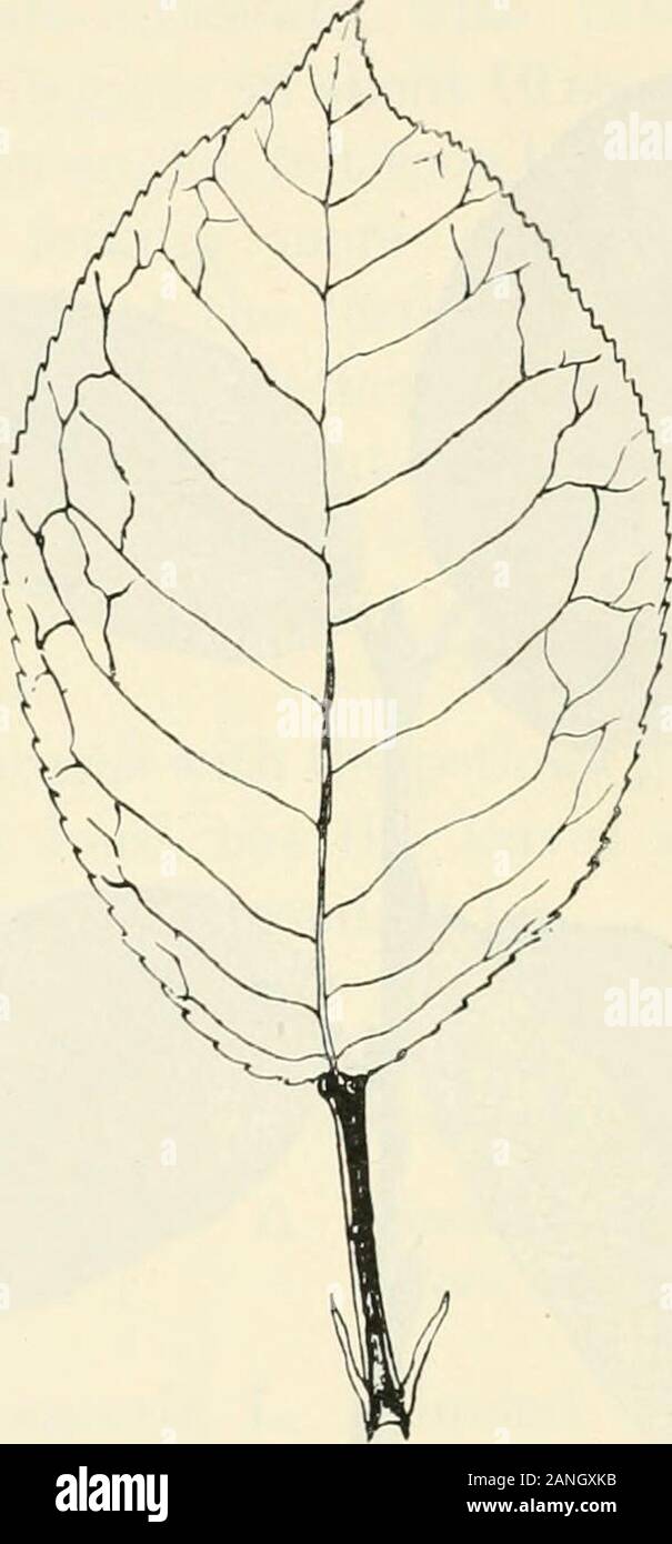 Trees; a handbook of forest-botany for the woodlands and the laboratory . Fig. 101. Bird Cherry, Prunus Padas, p. 270 (Sc). glaucous, and slightly pubescent in axils of* veins. Petiole10—15 mm., as a rule bi-glandular above. Young leafconvolute. Stipules subulate, glandular-toothed. Autumnleaves greenish yellow to reddish. 272 BIRD CHERRY [These closely-allied species of Prunus are distinguishedas follows. The leaves of P. Cerasus are narrower andmore lanceolate, and more taper-based than those ofP. Padus, and irregularly crenate-serrate; those of the. Fig. 102. Bird Cherry, Prunus Padus, p. 2 Stock Photo