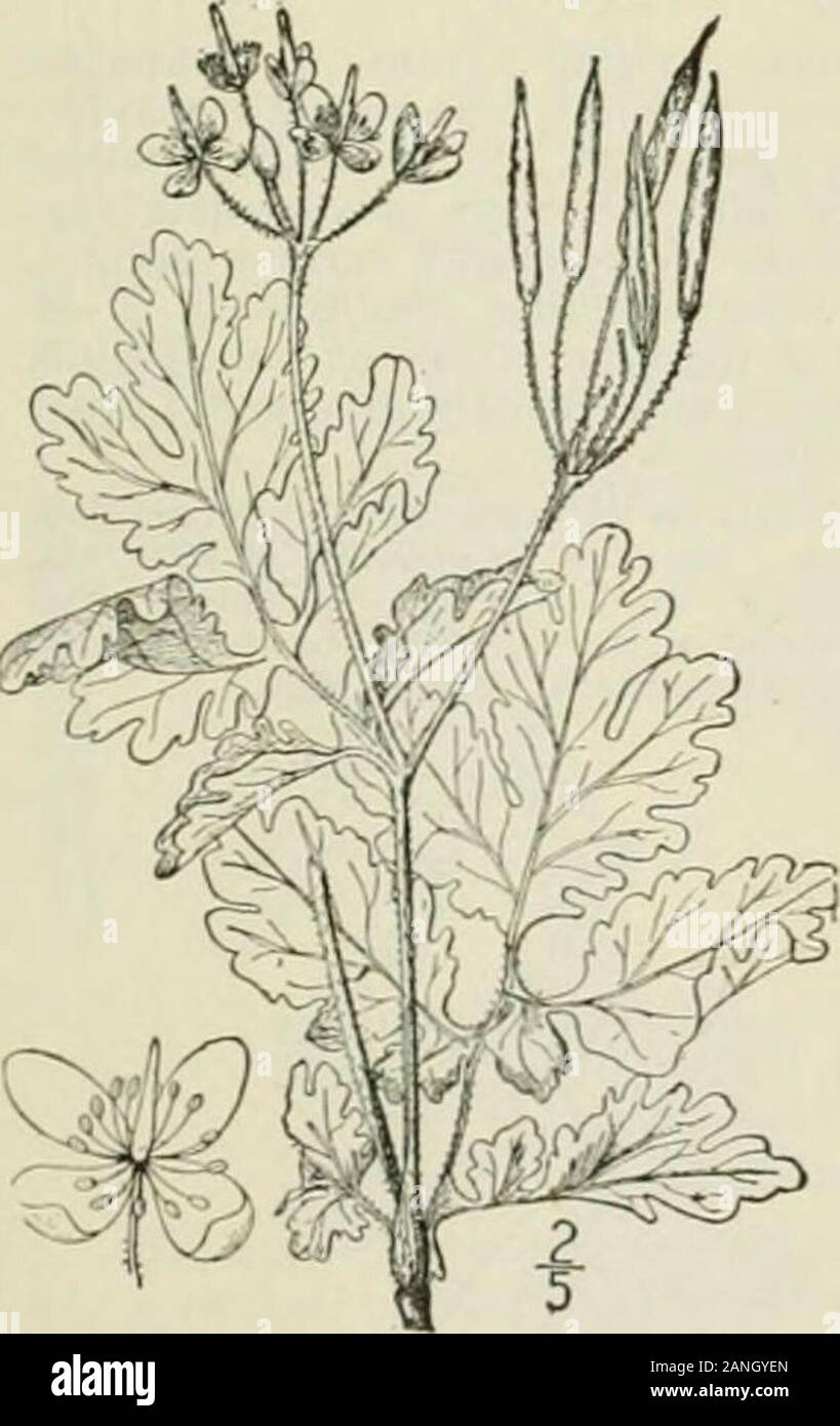 An illustrated flora of the northern United States, Canada and the British possessions : from Newfoundland to the parallel of the southern boundary of Virginia and from the Atlantic Ocean westward to the 102nd meridian; 2nd ed. . te places, roadsides and even in woods, Maine toOntario, Pennsylvania, and North Carolina. Naturalizedor adventive from Europe. Summer. Called also greatercelandine, to distinguish it from Ficaria, the small or lessercelandine. Swallow-wort. Tetterwort. Killwort. Wart-wort. April-Sept. Family 2,7. FUMARIACEAE DC. Syst. 2: 104. 1821. FfMEWORT F.MILV. .nual. biennial o Stock Photo