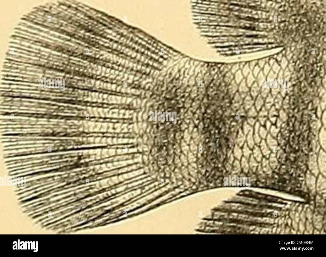 The fishes of India; being a natural history of the fishes known to