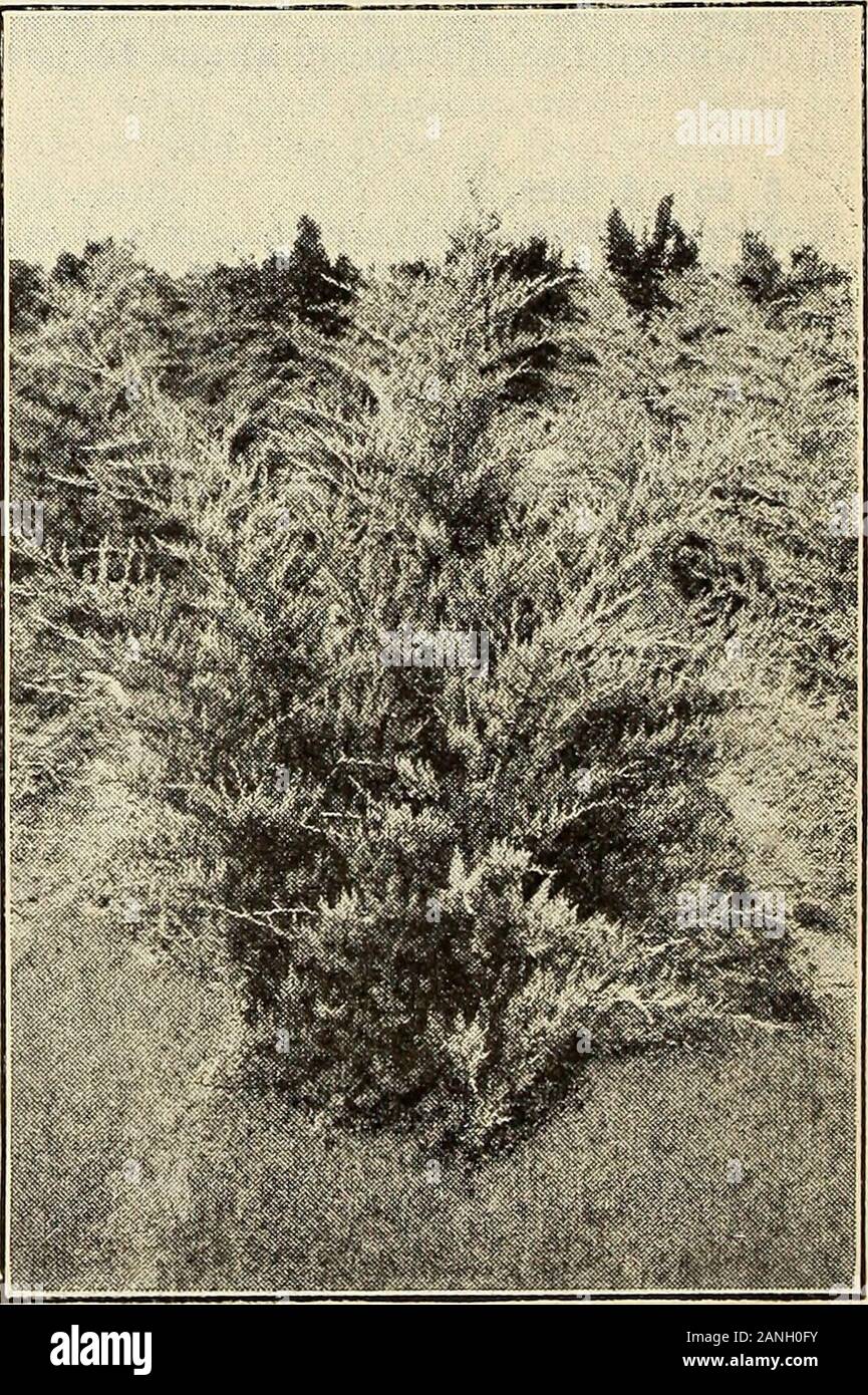 Harrisons' nurseries : 'nurserymen - orchardists' . feet 3 00 FERNLIKE (T. occidentalis). 3 to 4 feet 3 00 4 to 5 feet 4 00 5 to 6 feet 5 00 6 to 7 feet 6 00 PYRAMIDAL (T. pyramidalis). 3*o 4 feet 2 00 4 to r&gt; feet 8 00 5 to 6 feet 4 00 - COMPACT (T. compacta). 18 to 24 inches 1 50 10 $12 50 17 50 25 00 25 00 37 50 45 00 50 00 17 50 27 50 37 50 12 50 The Cedars Blue Virffinia i Juniper us vlrgimana glauca). A variation of ^ the Virginia cedar, but preferable to the par-ent type. The foliage has the same pungent, fragrant odoras the old cedar,but the color is adark bluish green,and is brough Stock Photo