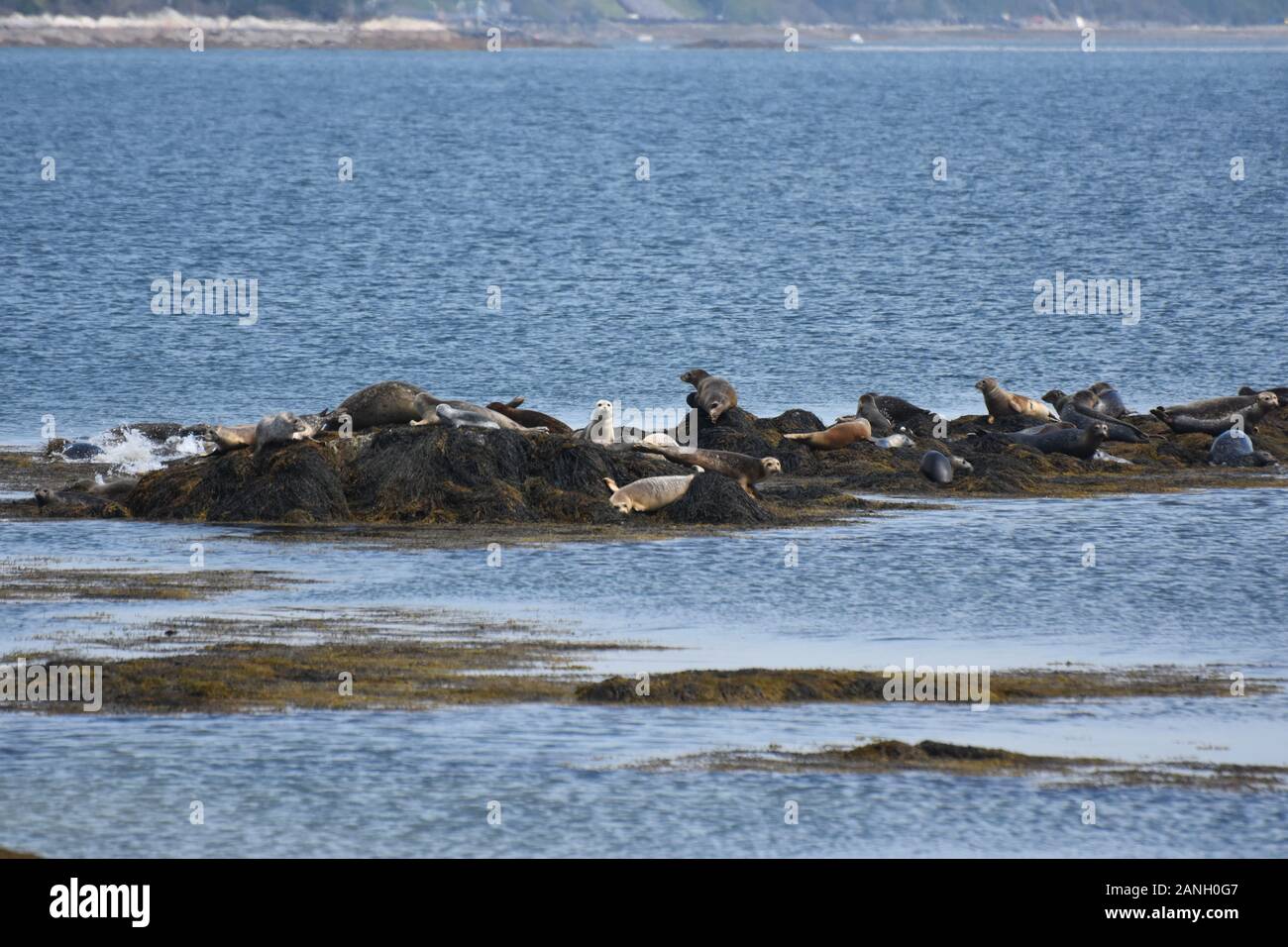 Seals maine hires stock photography and images Alamy