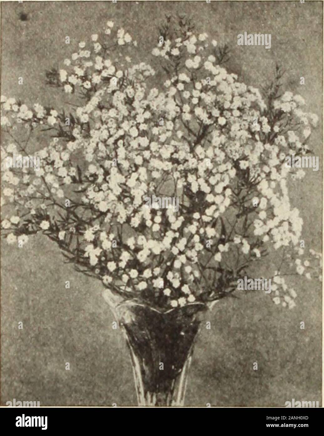 Dreer's wholesale price list : decorative and other plants for florists, bulbs for forcing, seasonable flower seeds and florists' requisites . 3-inch pots 85 Latifolius, Atrococclneus, Fl. PI. 2^-inch pots 85Plumarius. (See Hardy Pinks). Dictamnus Fraxlnella Alba. 4-inch pots 1 25 Fraxinella Rubra. 4-inch pots 1 25 Caucaslcus. 4-inch pots 1 50 Draba Androsacea. 3-inch pots 1 50 Erigeron Grandiflorus Elatior. 3/i-inch pots . 100 Eryngium Amethyestinum. 4-inch pots 1 50 Maritlmum. 3,.2-inch pots 1 50 Euonymus Kewensis . 2 00 Eupatorium. Ageratoides. SVi-inch pots 1 00 C(£lestlnum. 3-inch pots . Stock Photo