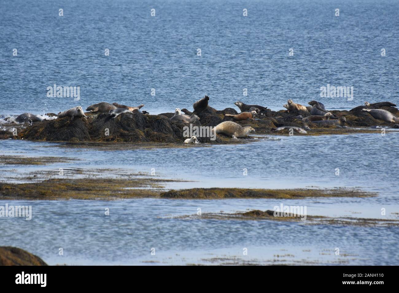 Harbor seals maine hires stock photography and images Alamy