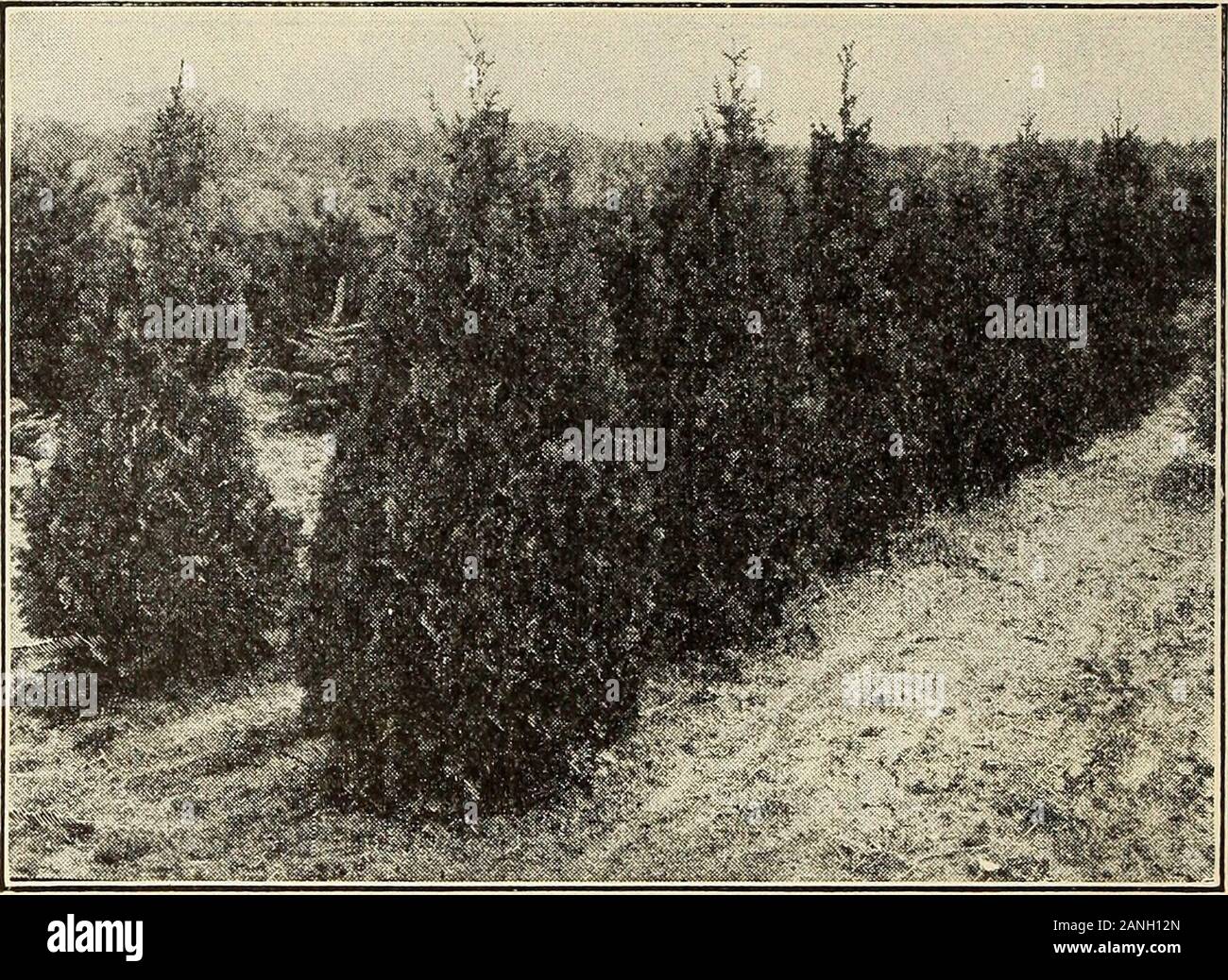 Harrisons' nurseries : 'nurserymen - orchardists' . in twenty or thirty yearsit seldom attains a height of more than .30 feet. In summerthe foliage is bright green above and yellowish beneath : inwinter the foliage changes to bronzy hues. Each 10 100 3 to 4 feet H 00 $17 50 $1.50 00 4 to o feet 3 00 27 .50 2.50 00 5 to 6 feet 4 00 37 50 S50 00 6 to 7 feet 5 00 47 50 7 to 8 feet 6 00 50 00 8 to 10 feet 8 00 75 00 ELLWANGERS SIBERIAN (T. occidentalis Ellwangeriana). Each 10 2 to 3 feet . §1 50 $12 50 8 to 4 feet 2 00 17 50 4 to 5 feet 3 00 27 50 CHINESE (Biota orientalis). The outline of the tre Stock Photo