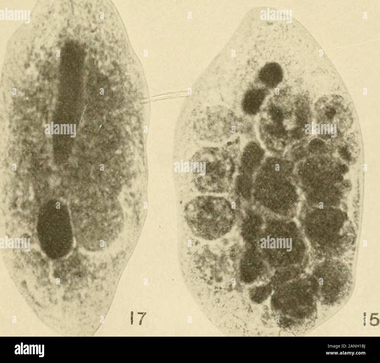 The Journal of experimental zoology 18 1 Stock Photo Alamy